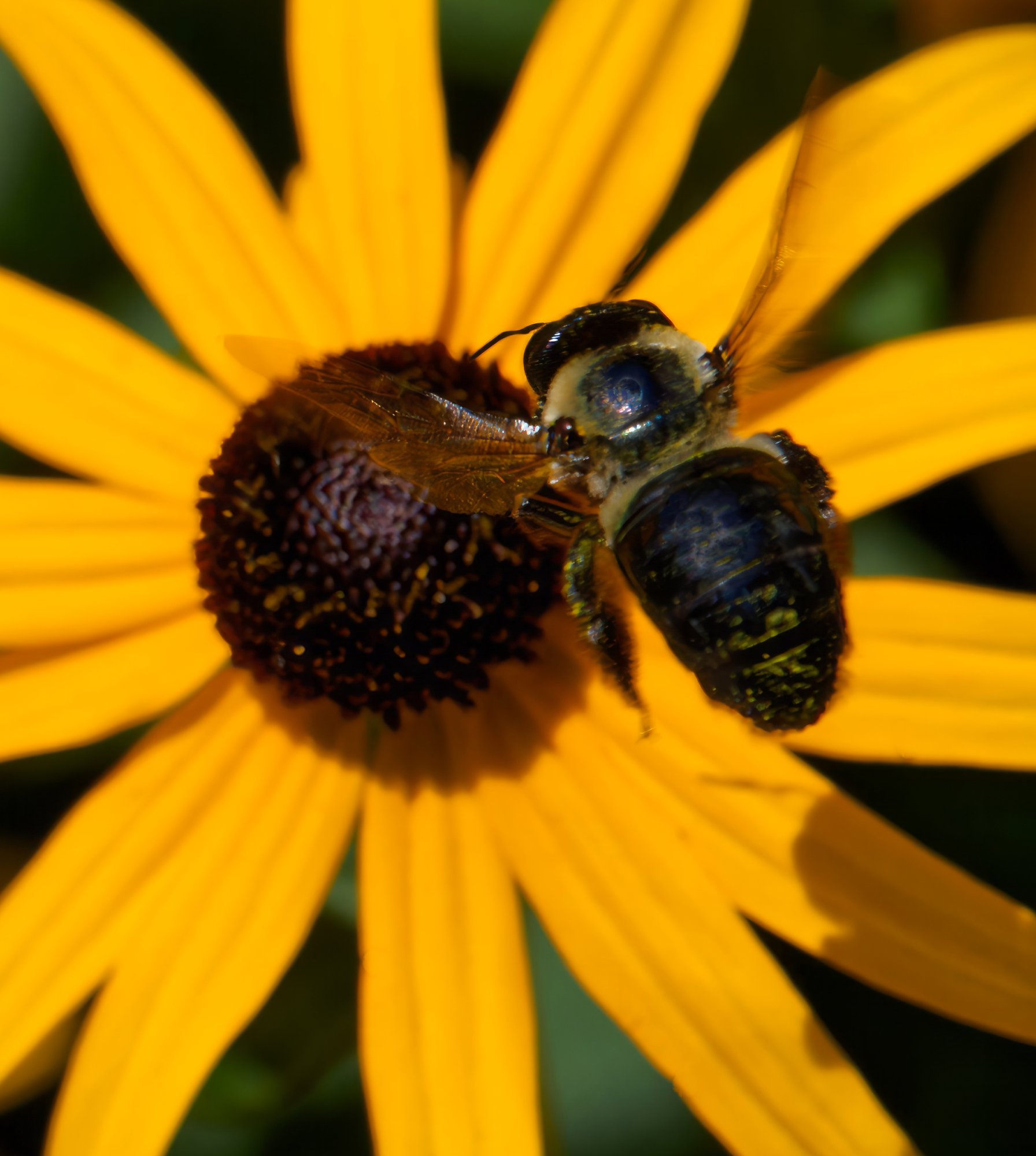 Looking for Nectar.jpeg
