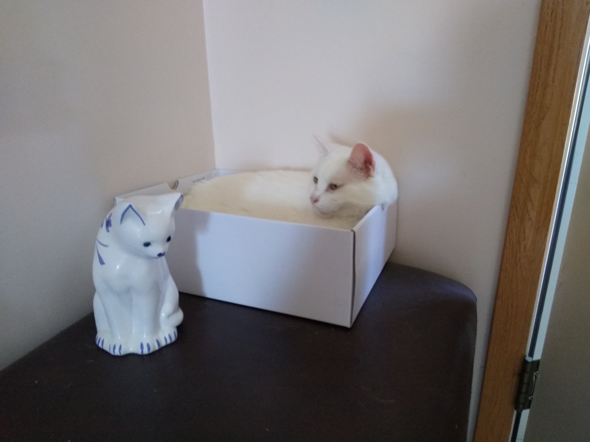 Luna and porcelain white cat.jpg