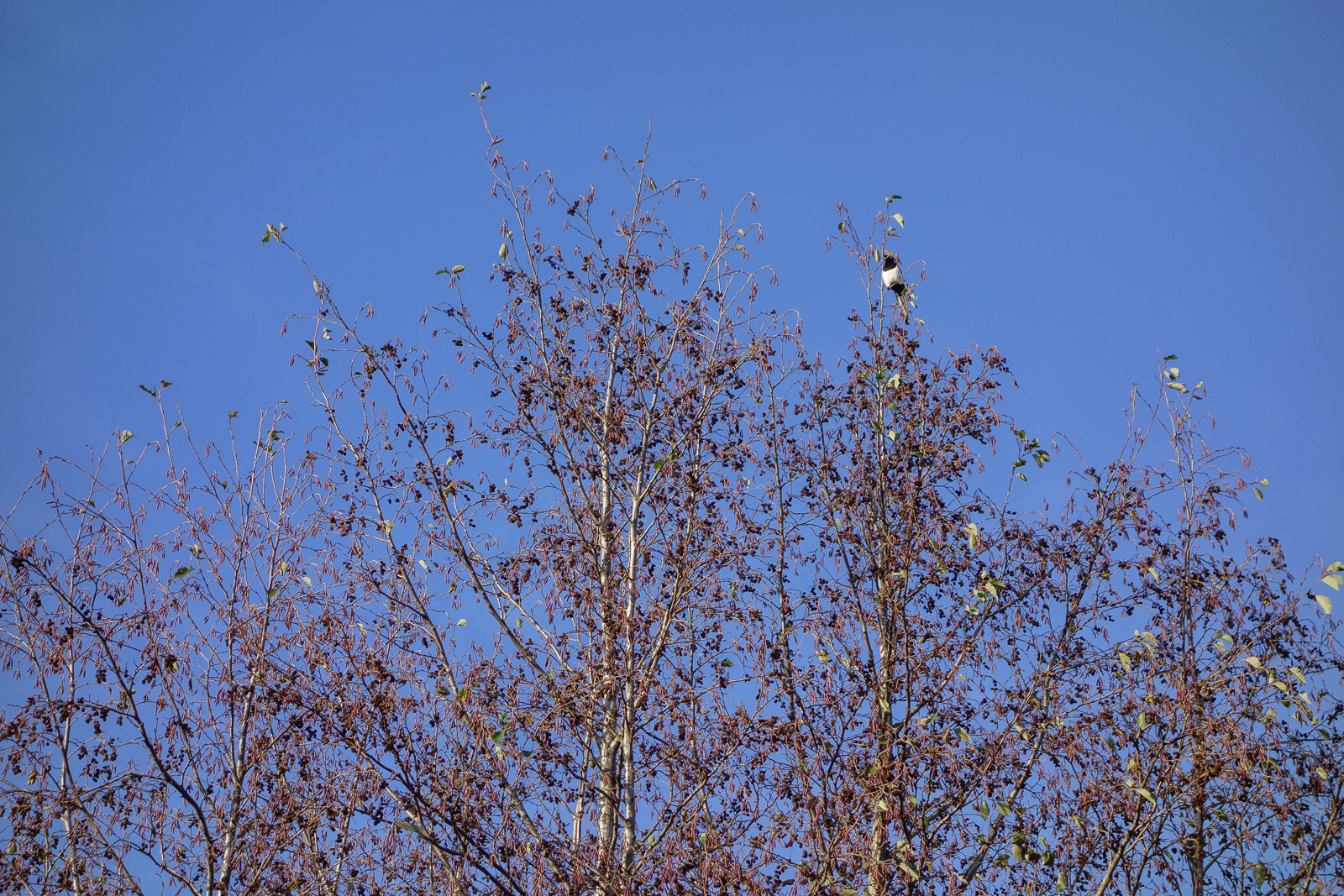 MagpieInBirch20241126.jpg