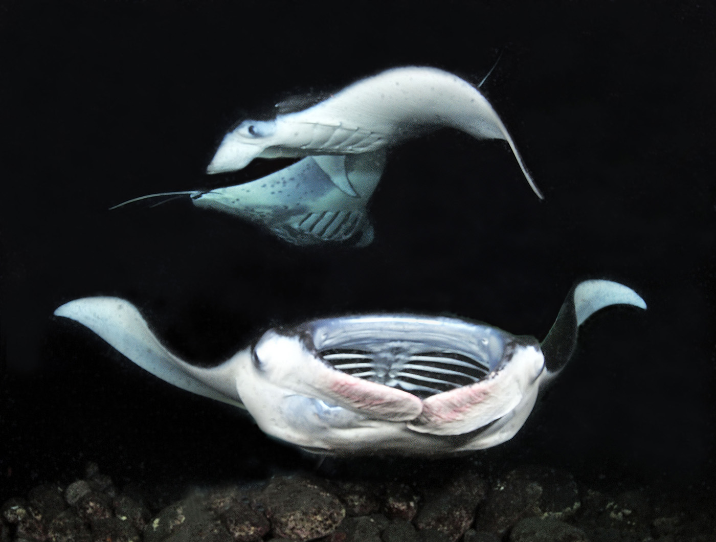 Manta_1732_1400p.jpg