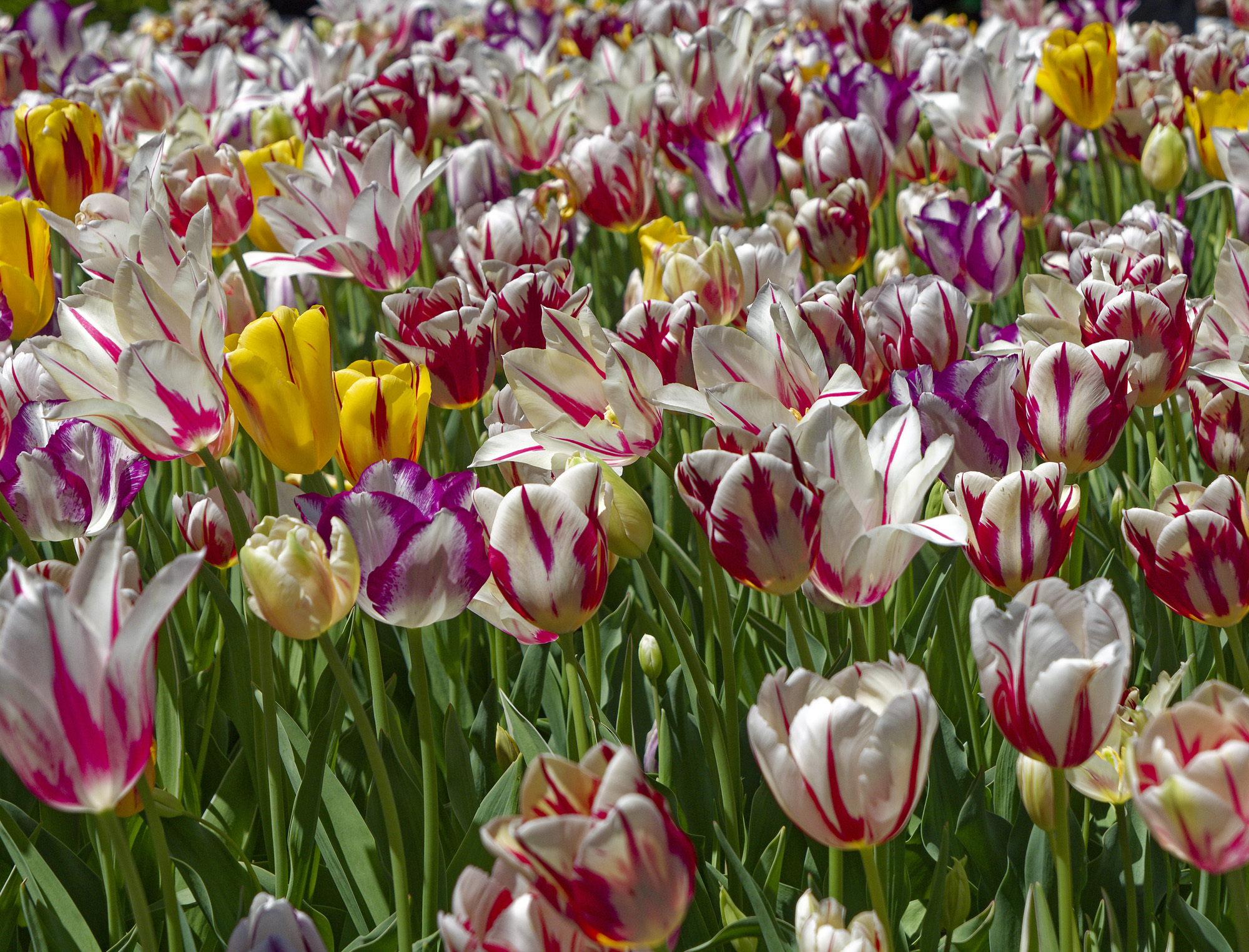 manymanytulips2k.jpg