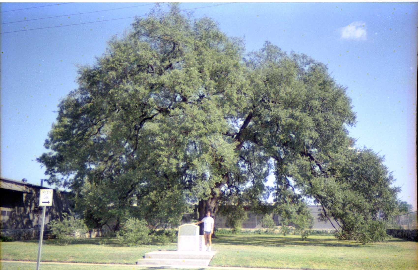 Marco Treaty Oak 1988 1.jpg
