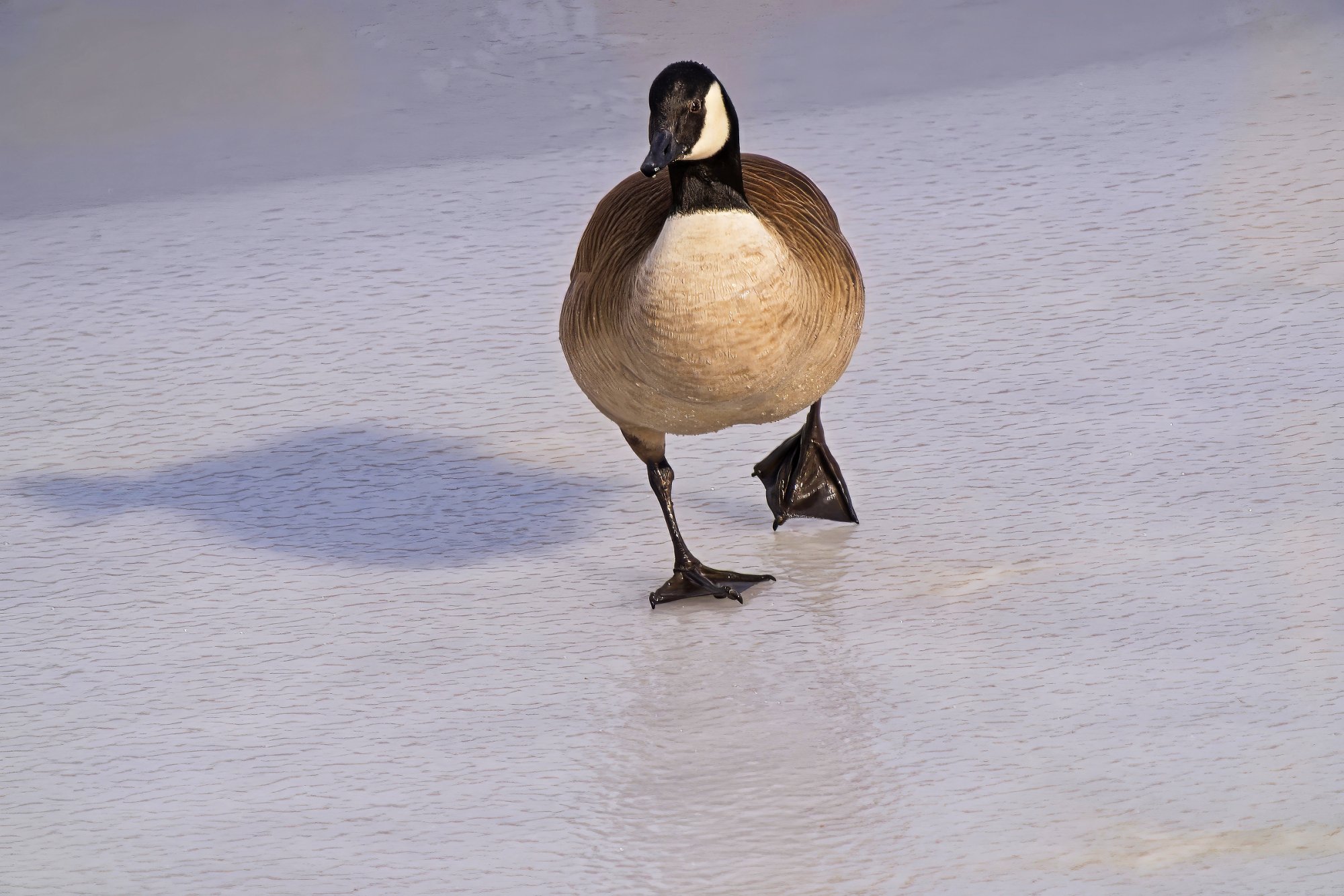 Me and My Shadow.jpg
