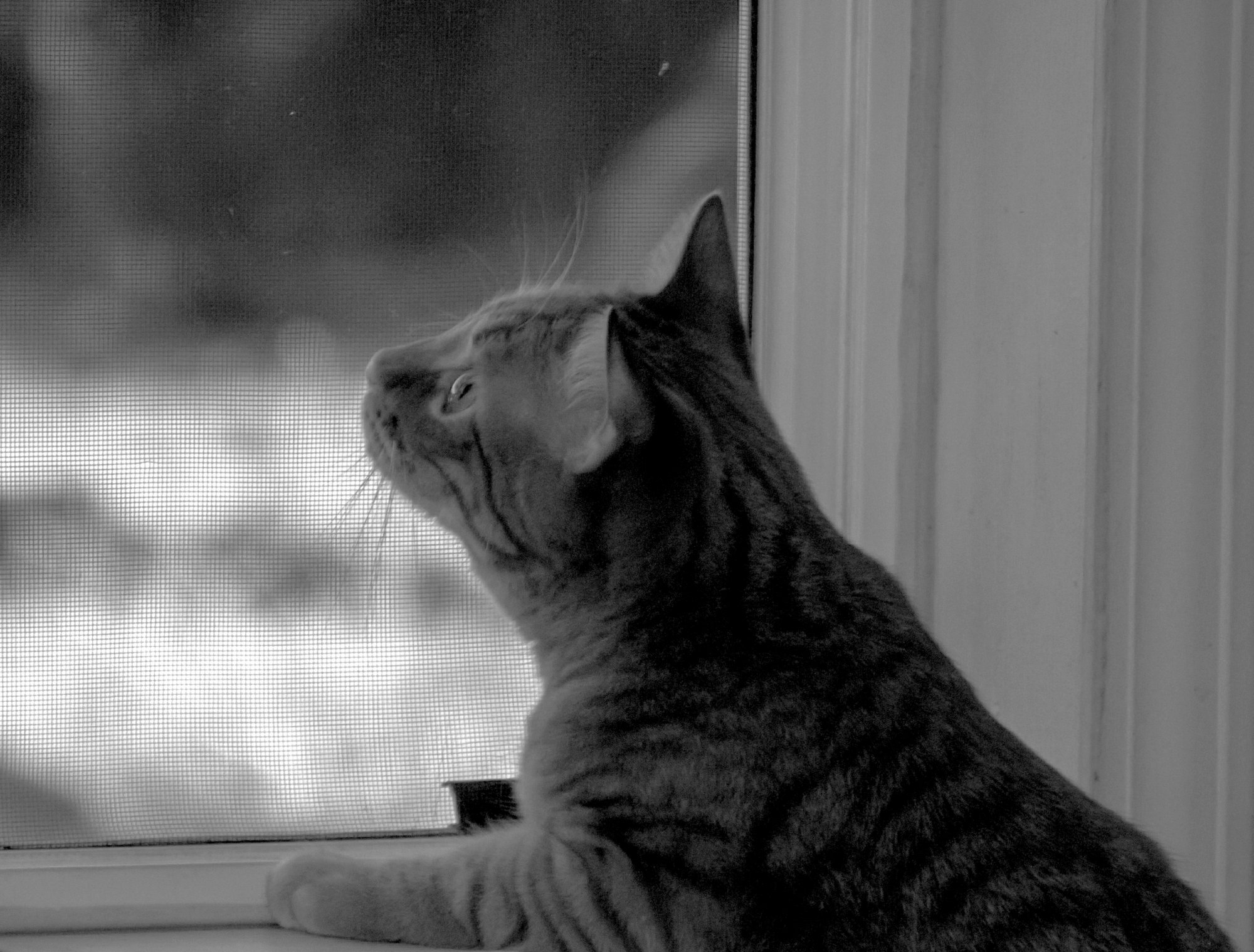 Milo bird watching 8.16.22 xbw2.jpg