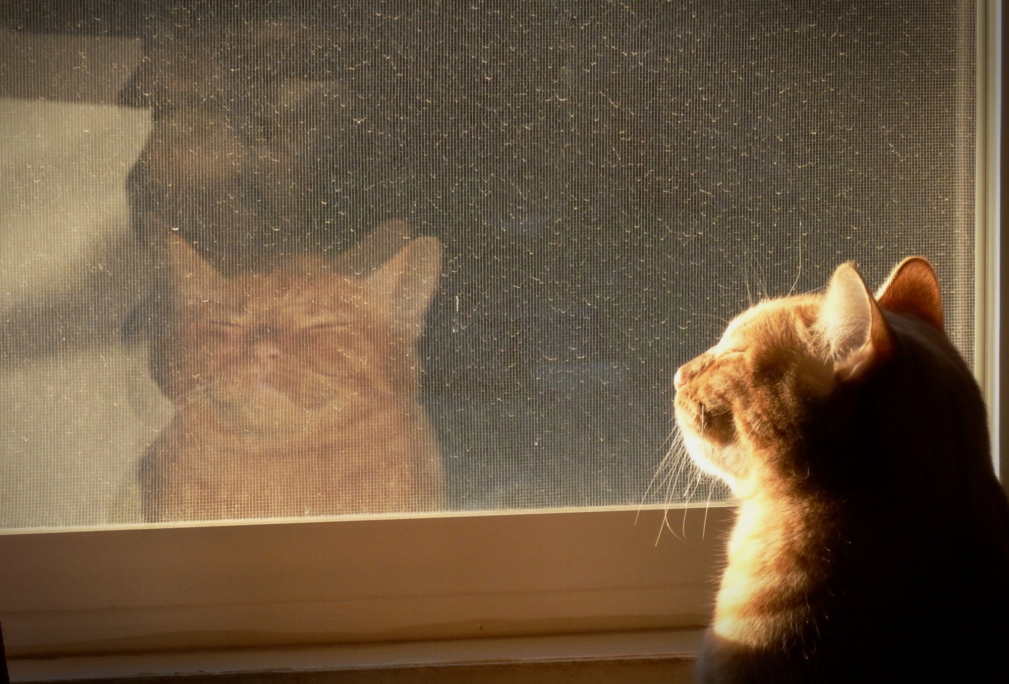 Milo dunning himself in window x crop.jpg