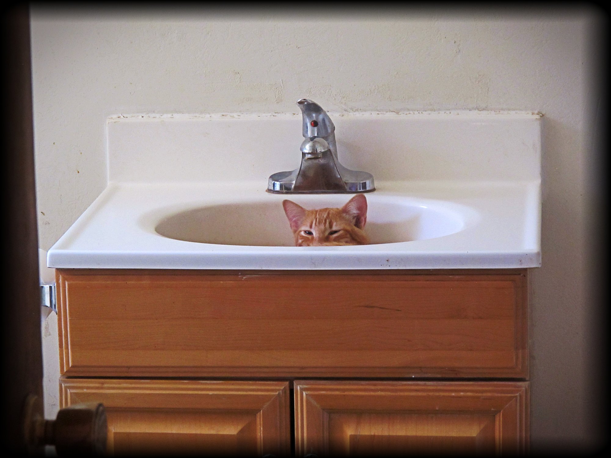 milo hide in sink xv2.jpg