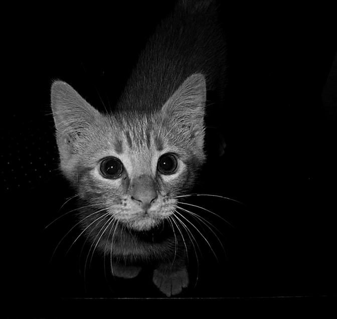 milo up closed crop xbw2.jpg