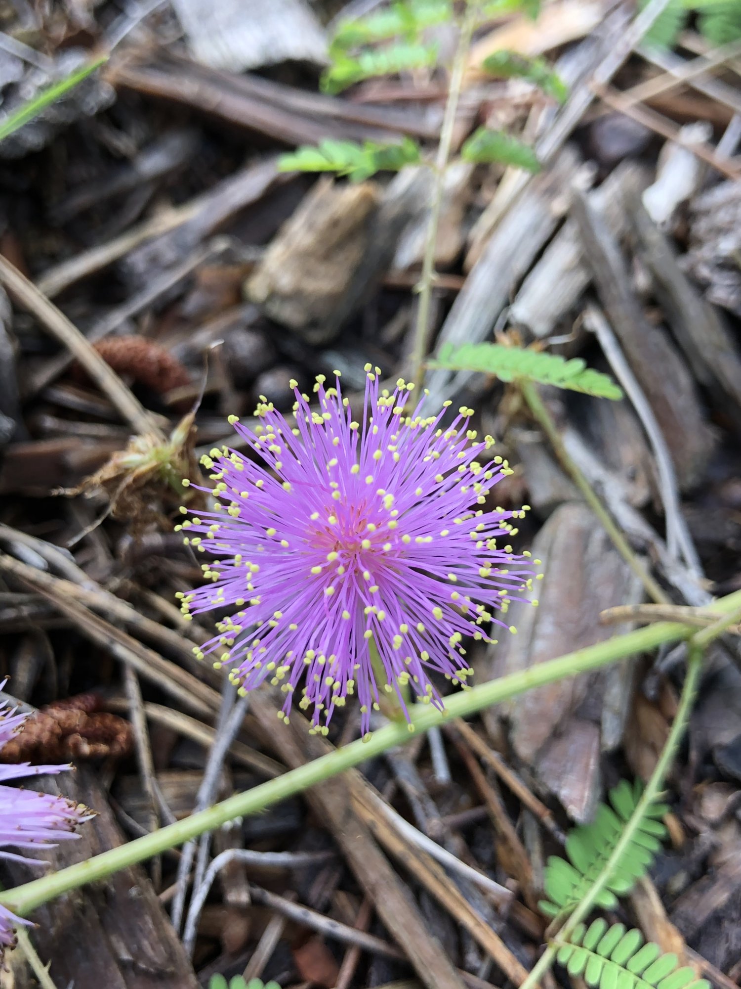 mimosa_pudica-flower.jpg