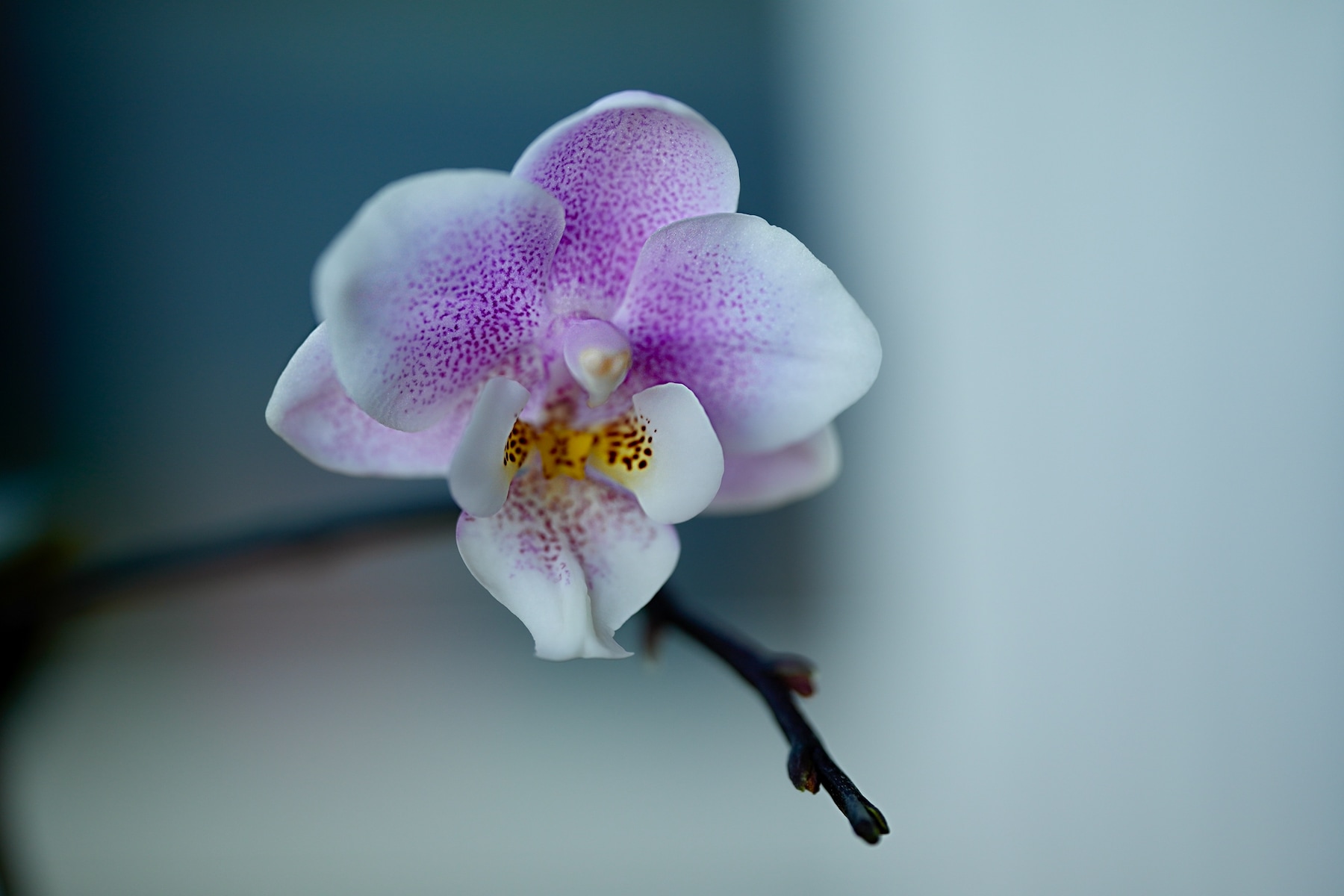 MiniOrchid.jpeg