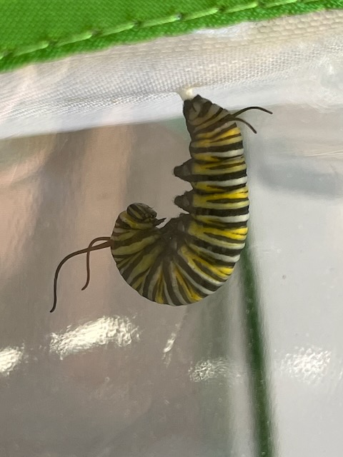 monarch_pre-pupation.jpg