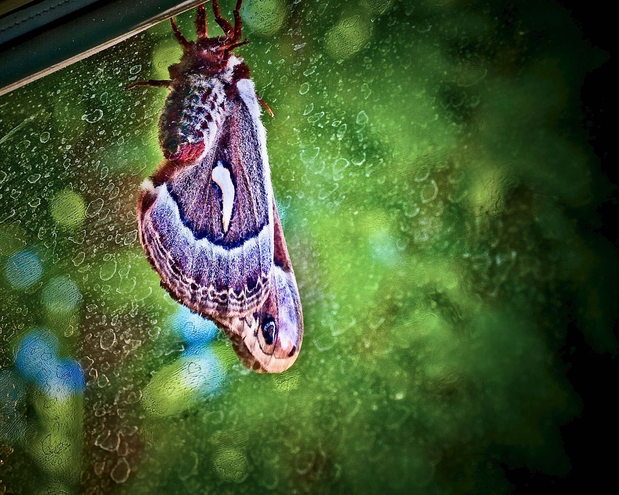 moth - 1.jpeg