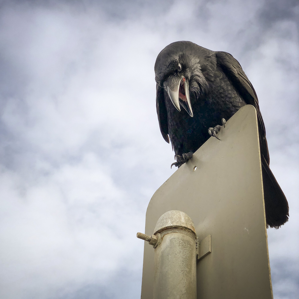 Mr. Crow at Ocean Beach.jpg