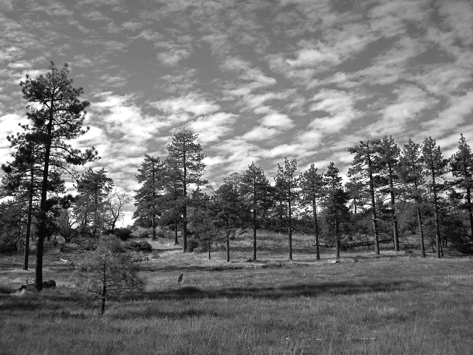 mt Laguna pines & clouds xbw.jpg