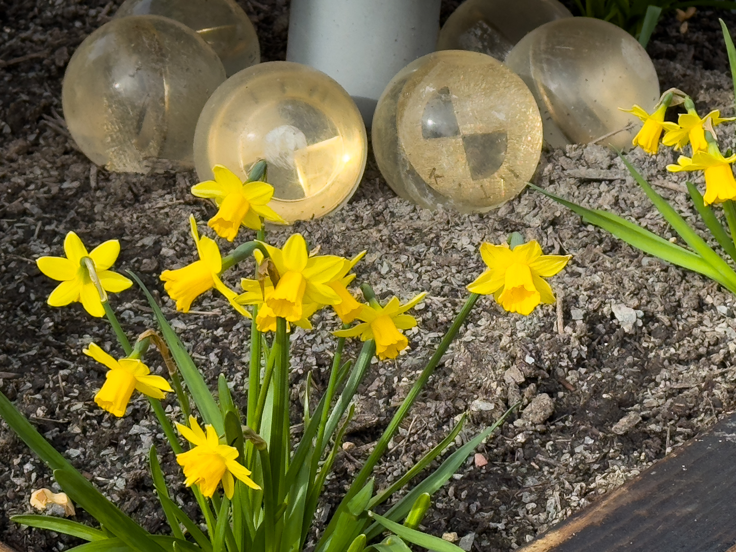 Narcissus20250331-2.jpg