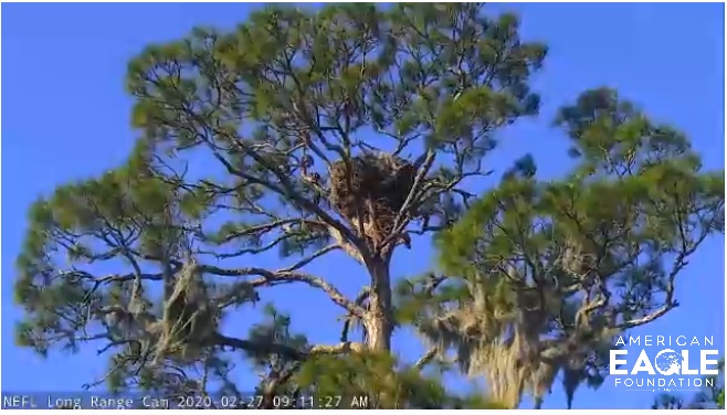 NEFL eaglets' nest tree.jpg