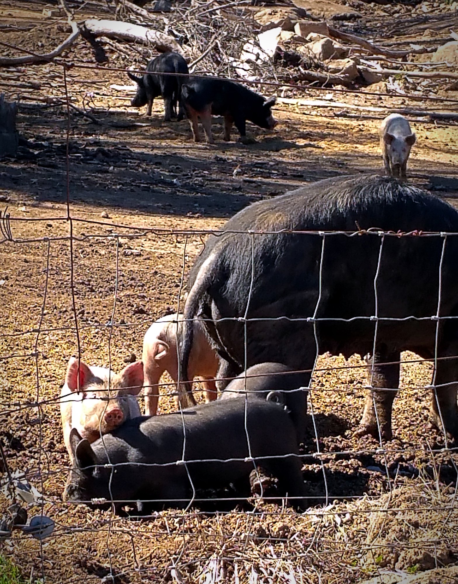 neighbors pigs xv.jpg