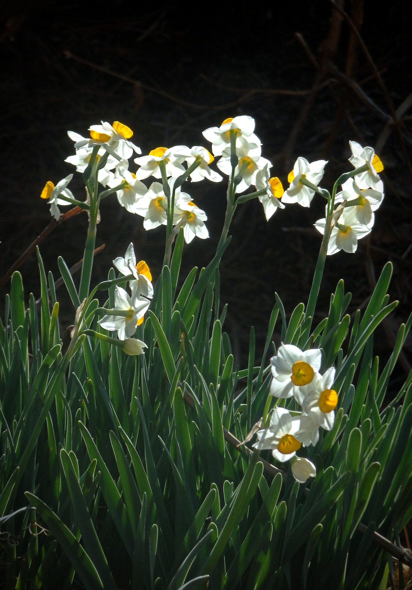 new daffodils in morning sun xv 2.jpg