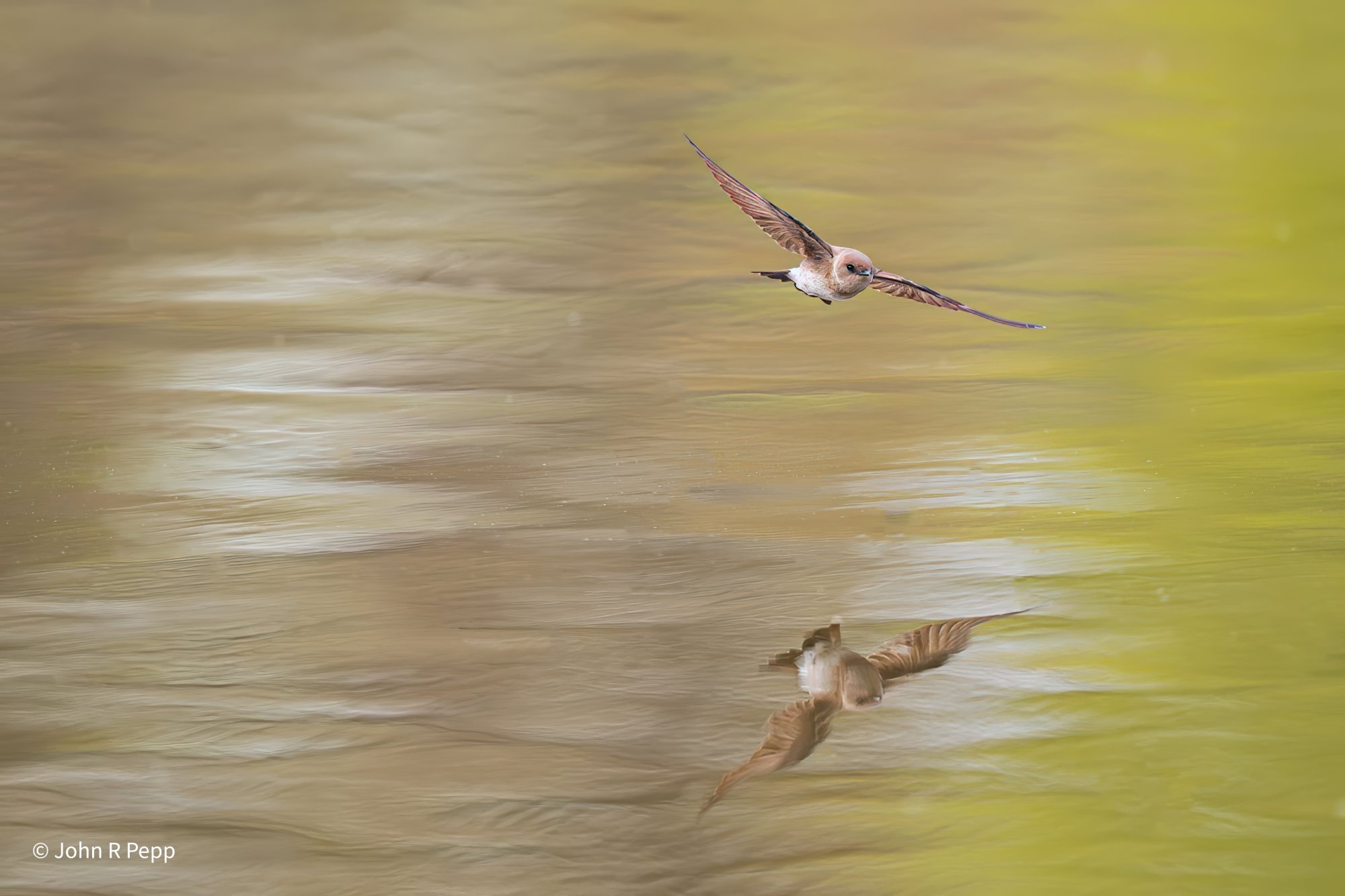 Northern Rough-winged Swallow.jpg