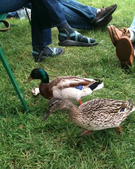 NotDuckSandwiches.jpg