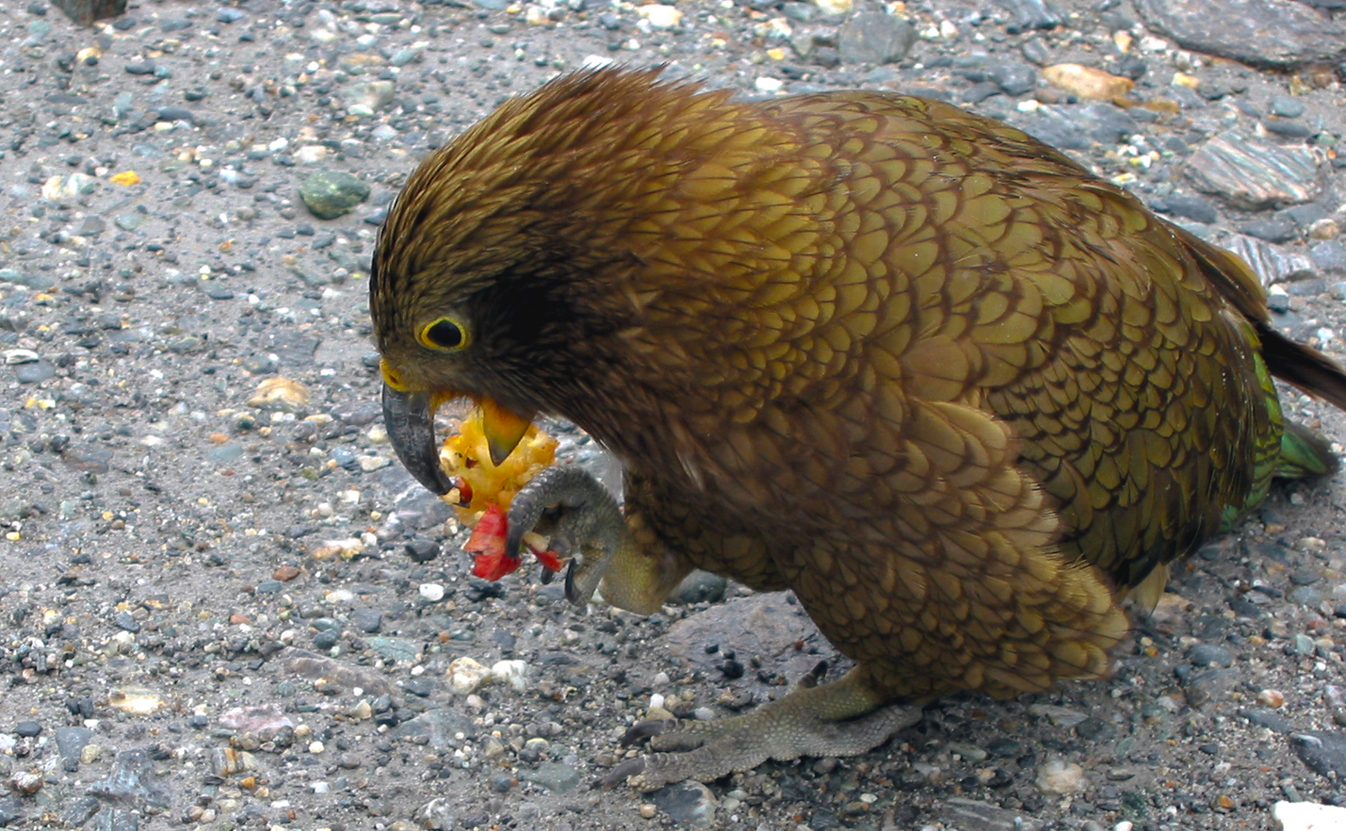 NZ_IMG_8219b.jpg