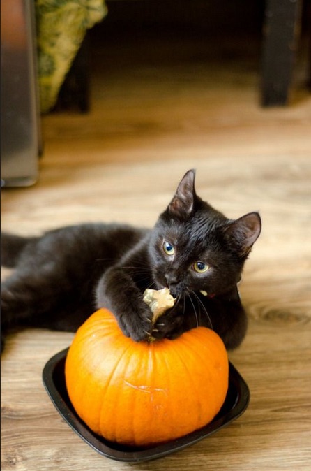 Oh yeah Halloween is made for kitties.jpg