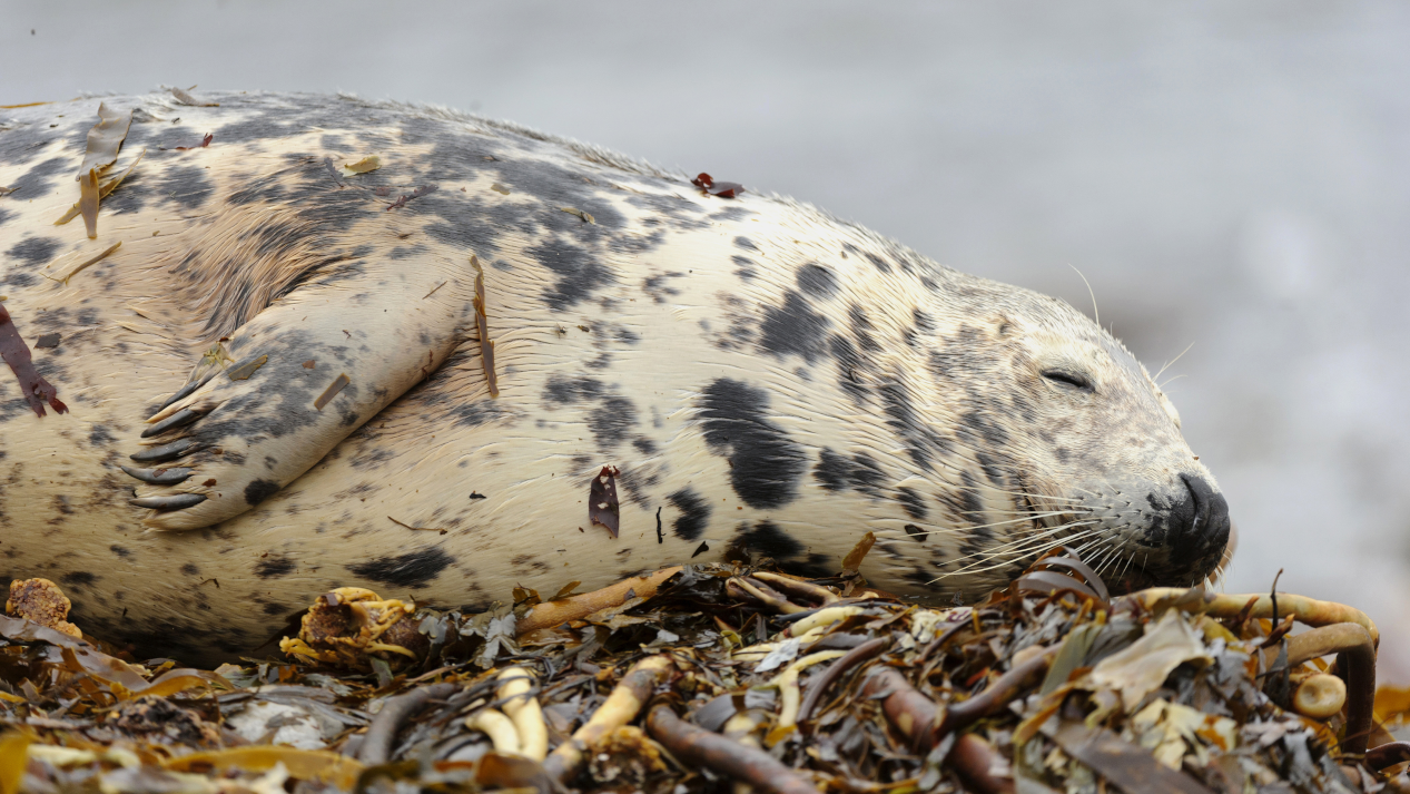 OHR.NappingSeal_EN-US6764325041_UHD.png