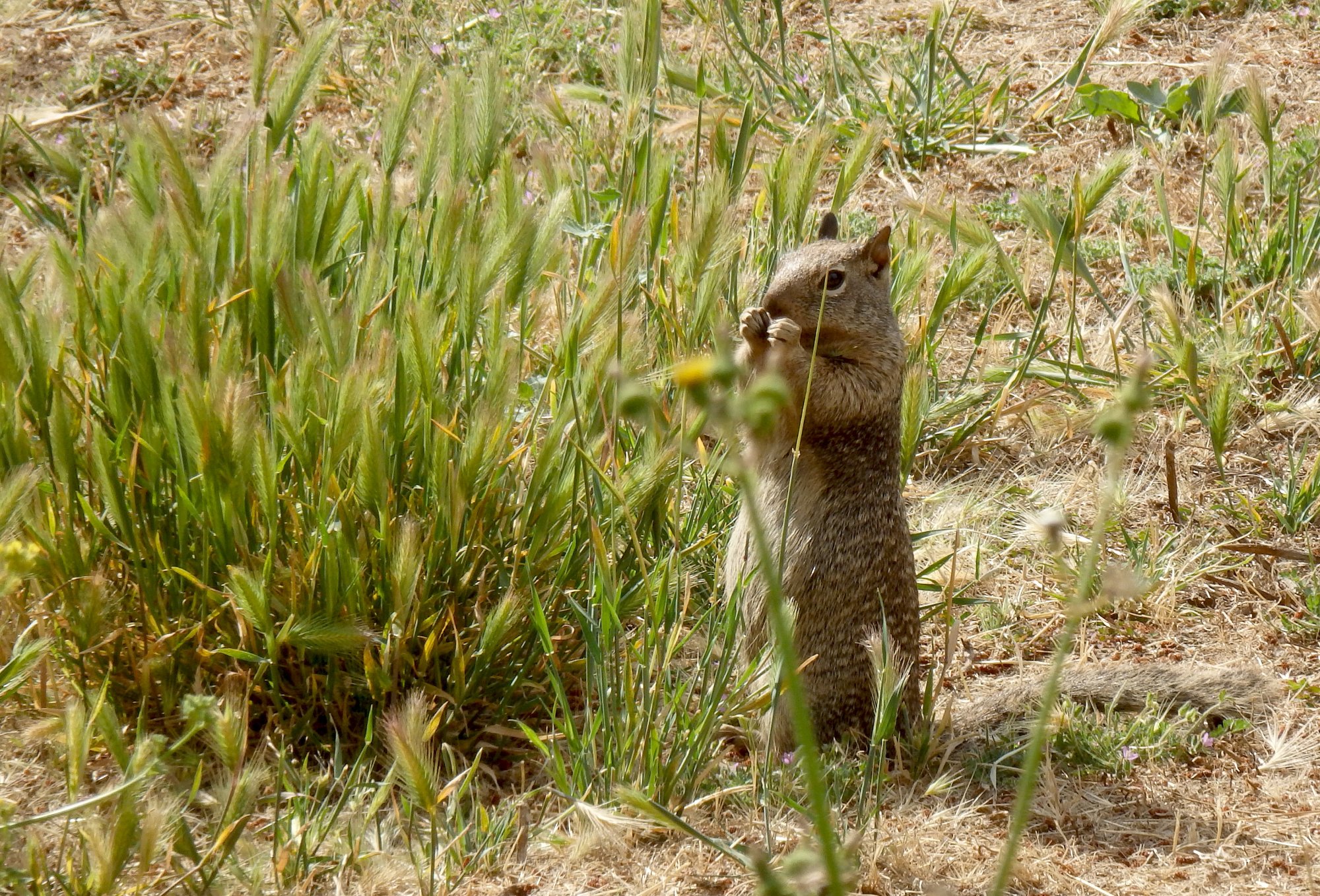 oly sq standing eating crop p.jpg