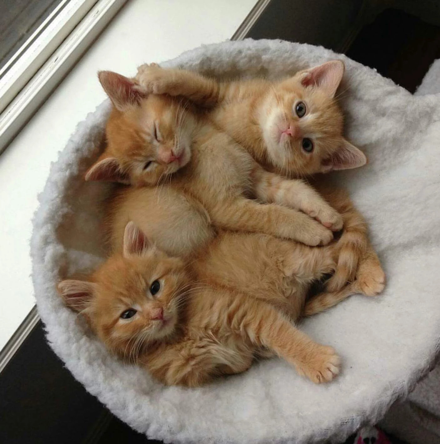 orange_kittens.jpg
