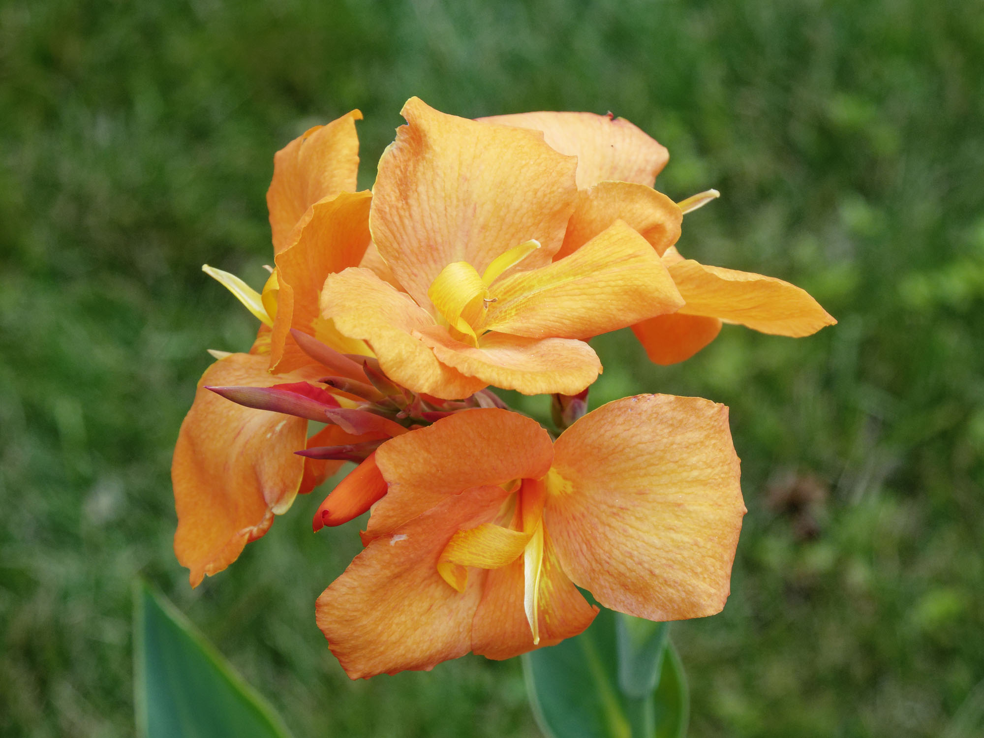 orangecanna2k.jpg