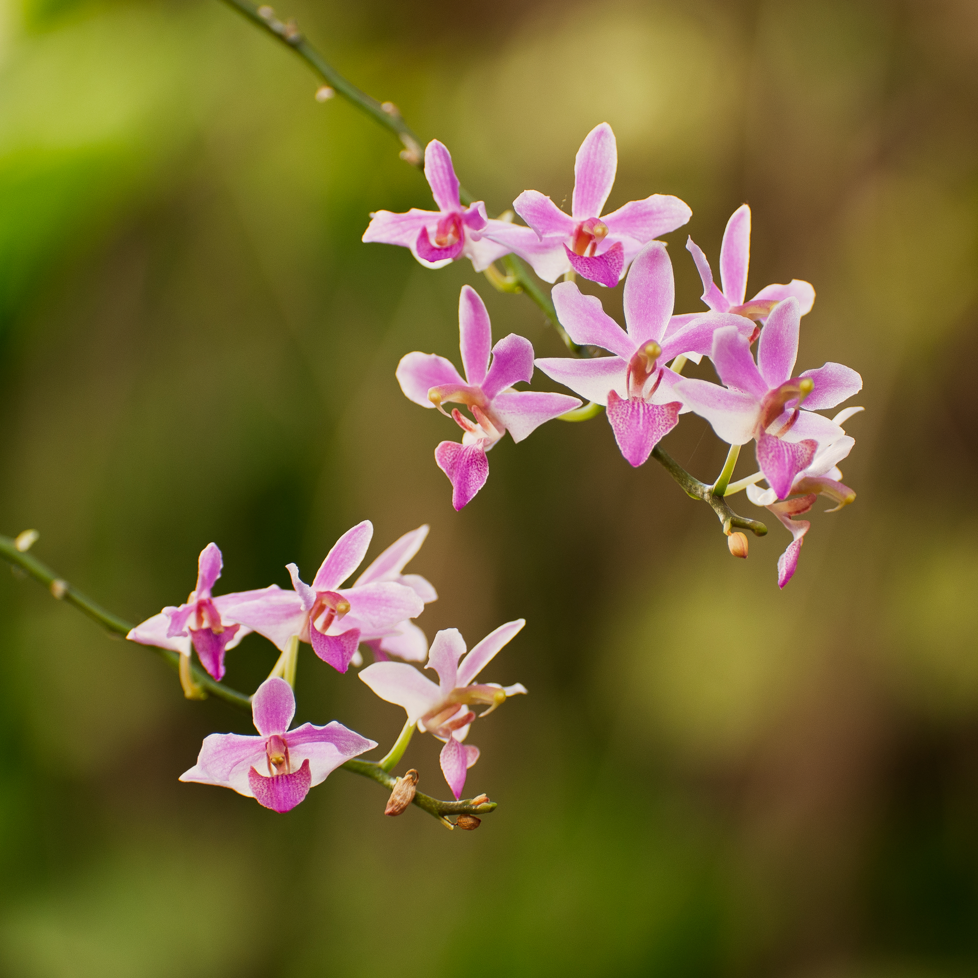 Orchid20121226.jpg