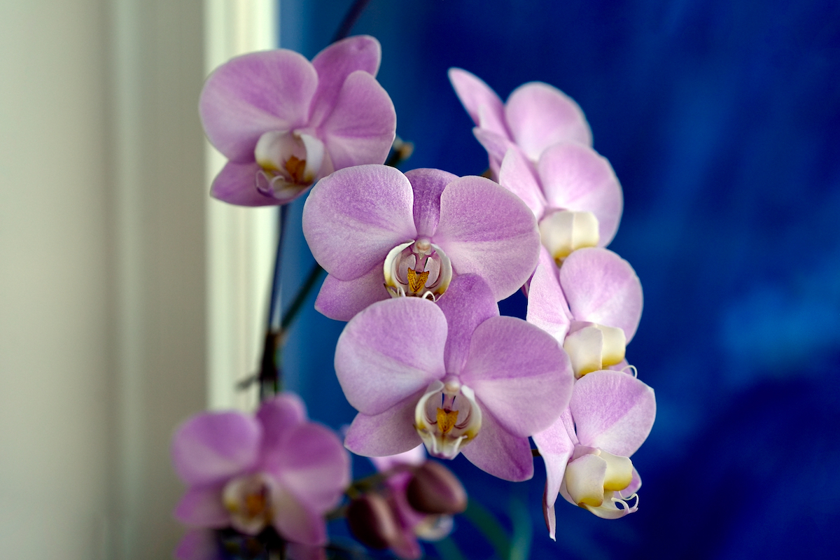 Orchids f: 4.5.jpeg