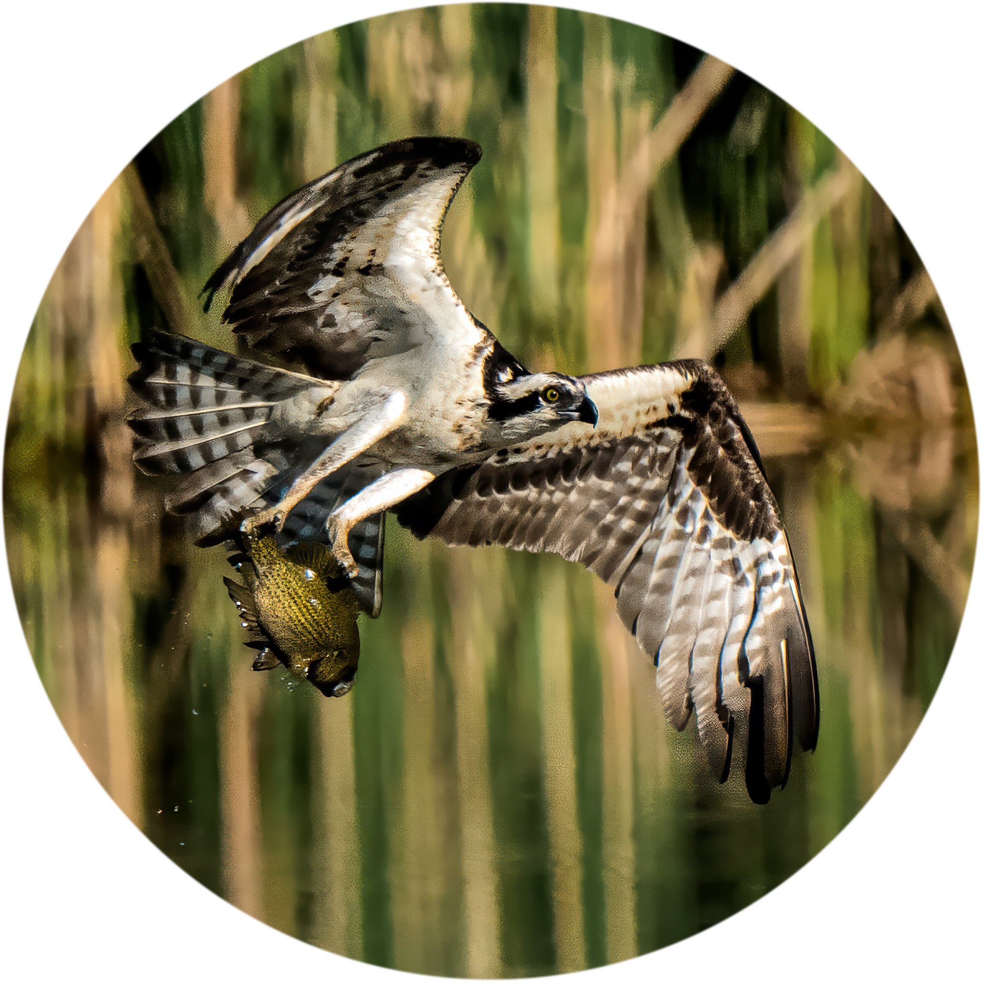 osprey-profile-0001.jpg