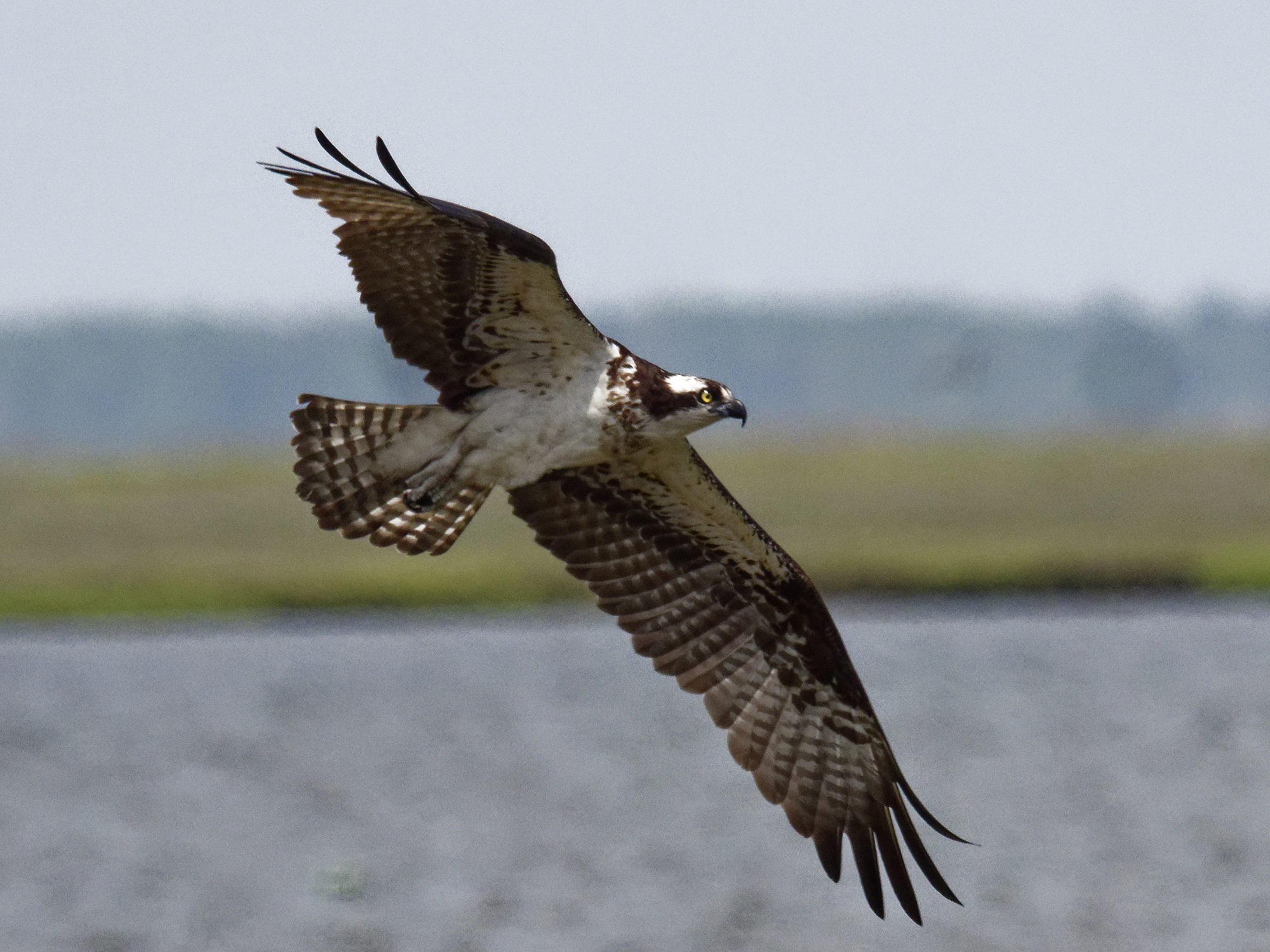 osprey22k.jpg