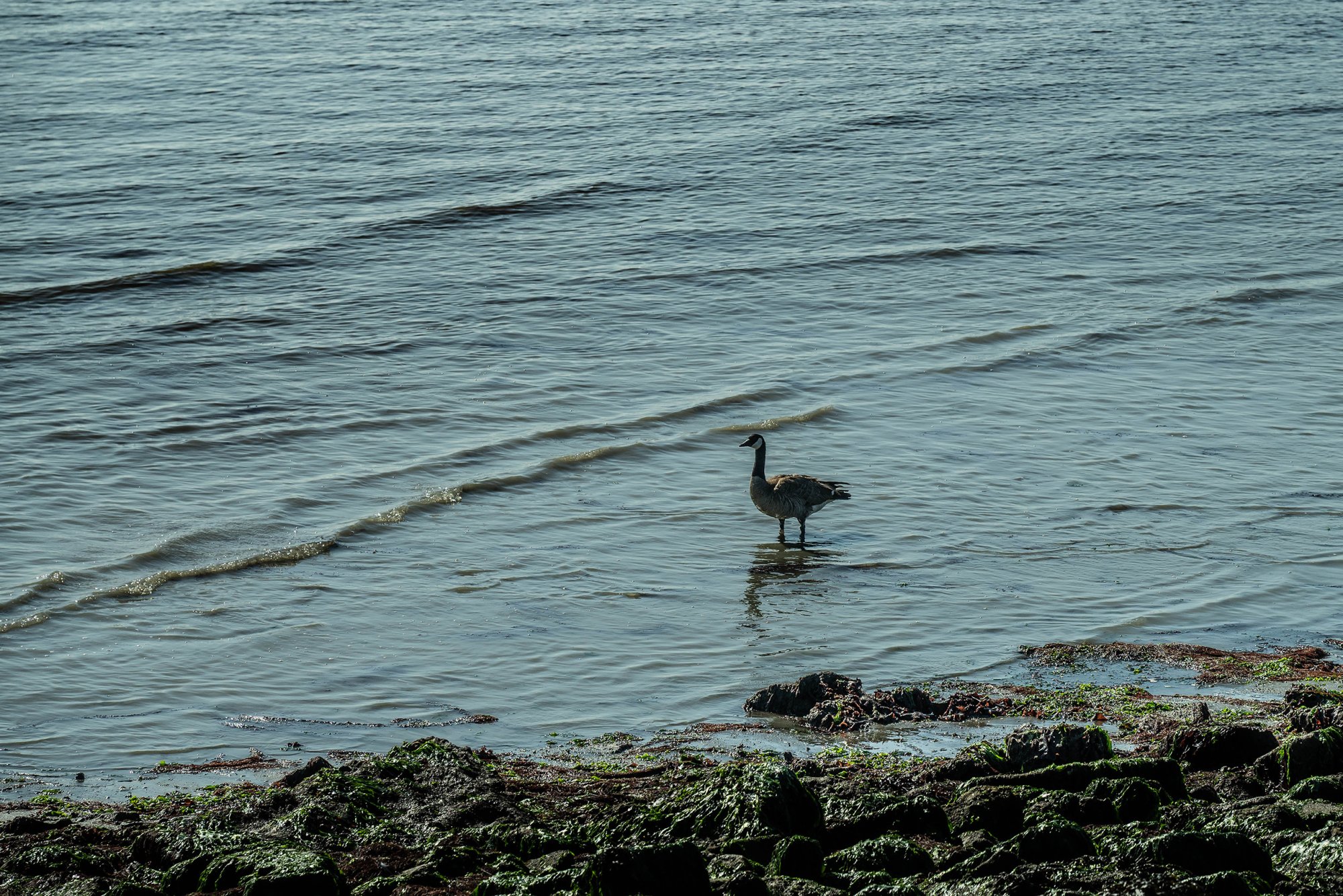 Oyster Point-250627-1.jpg