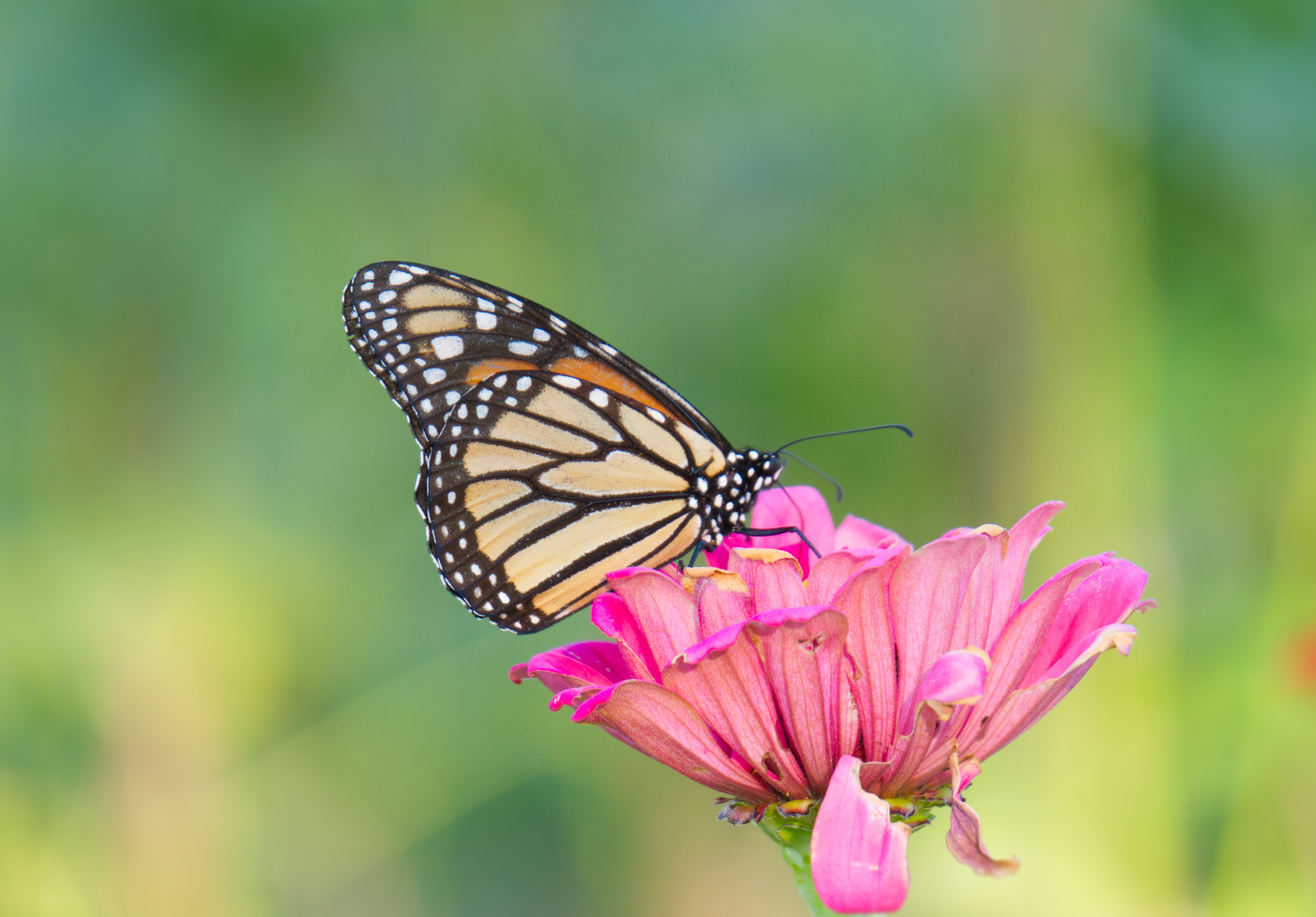 p1000821b-jpg.855152
