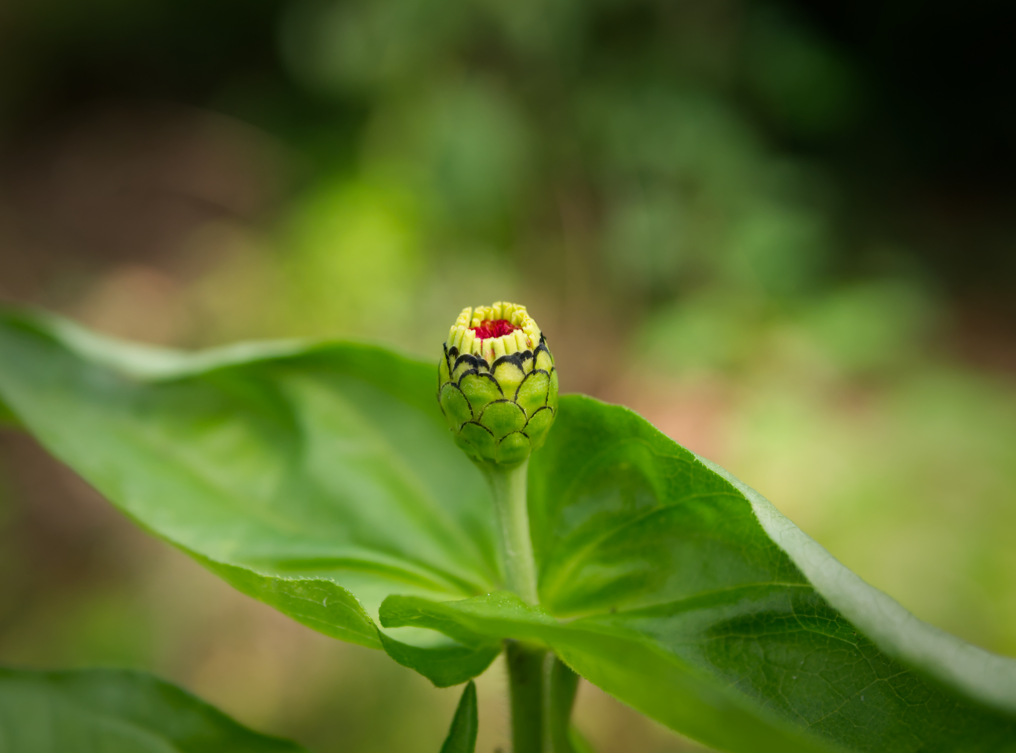 p1000840-jpg.855770