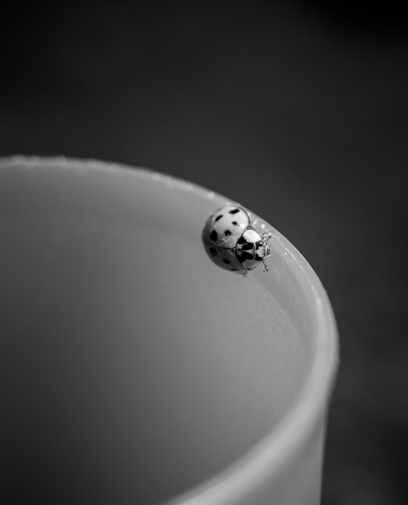 p1001236-jpg.882003