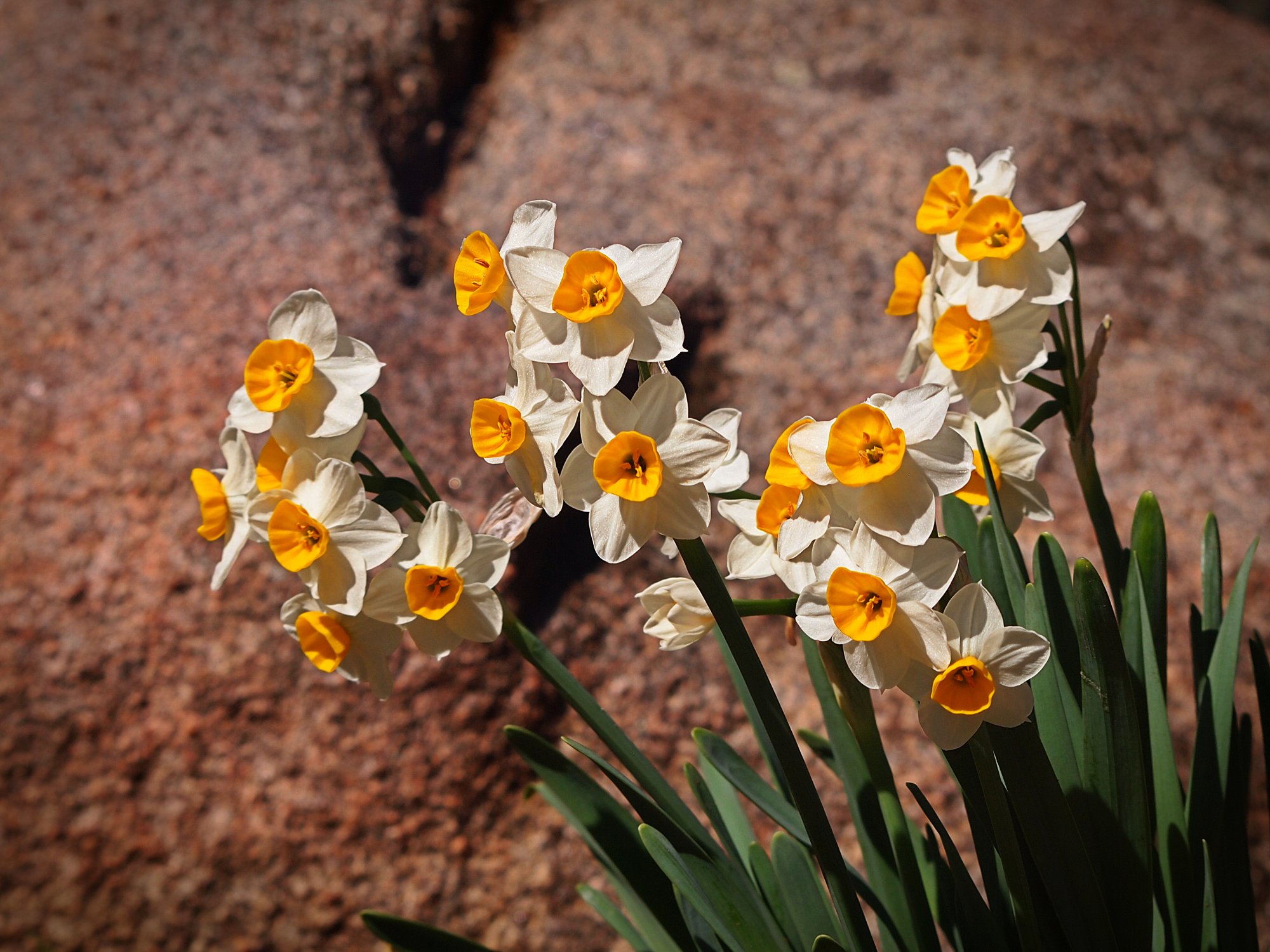 P1013937 daffodils xv.jpg