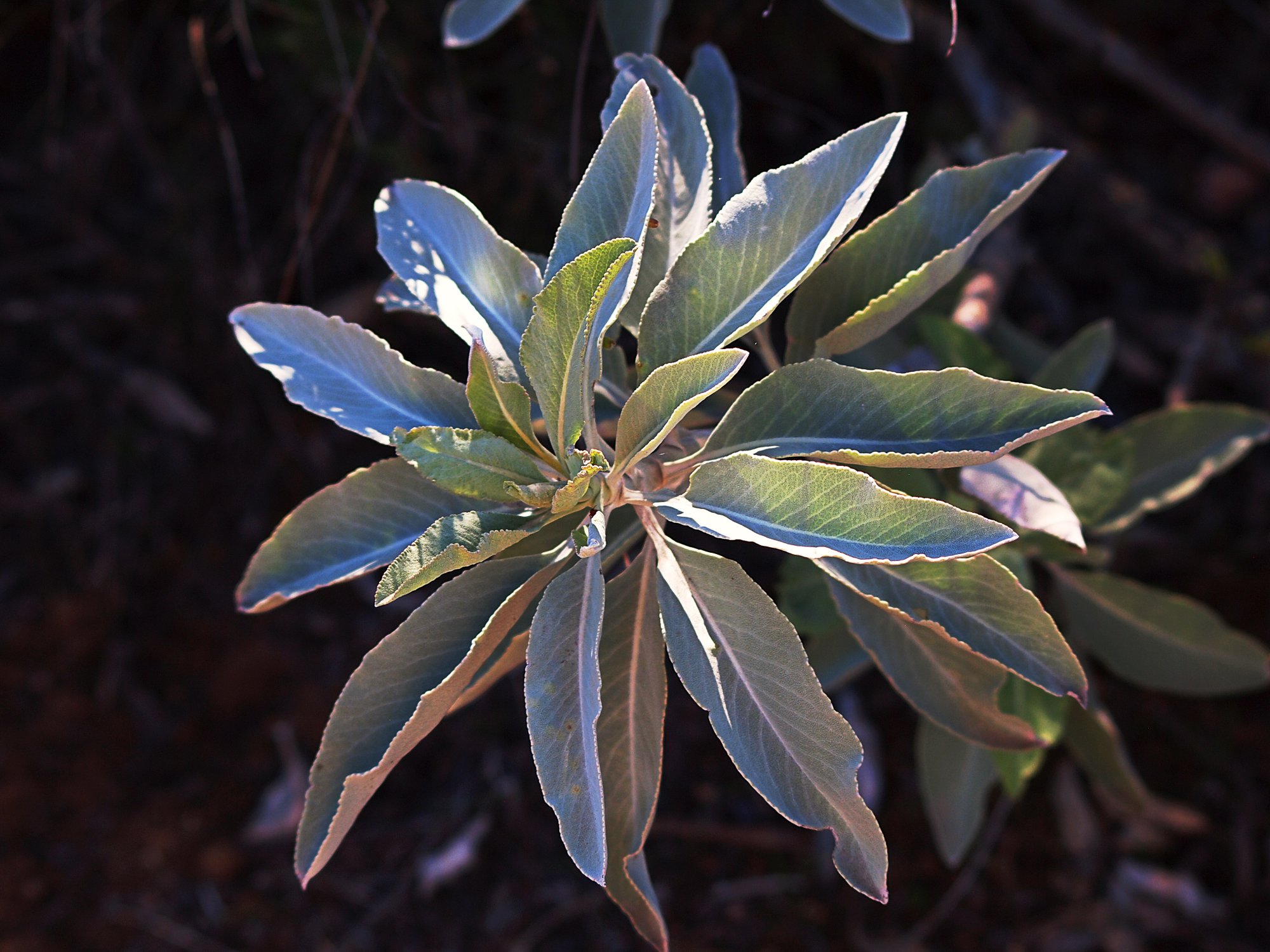 P1013975 sage x2.jpg