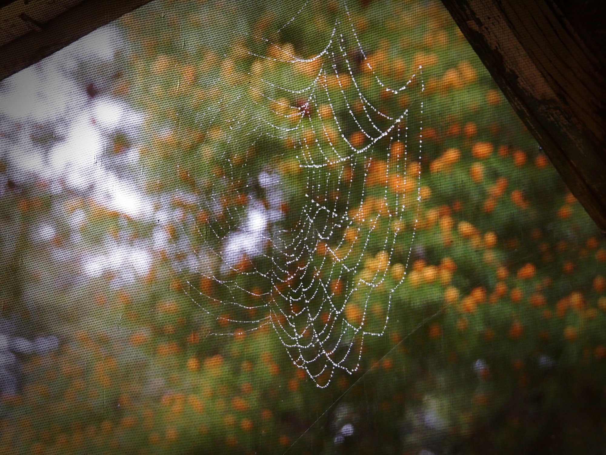 P1014013 spider web in rain xv.jpg