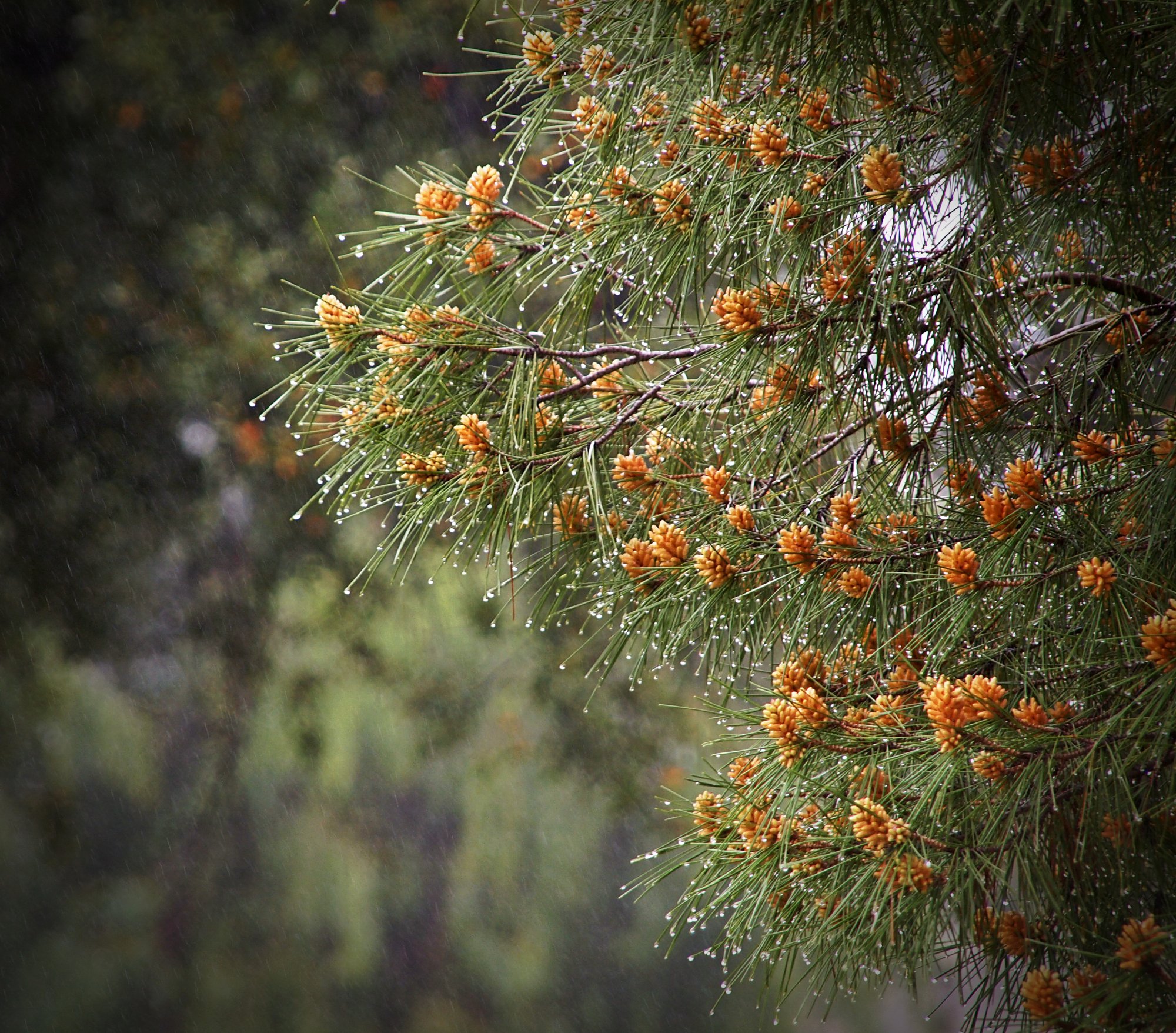 P1014026 pine flowers in the rain xv.jpg