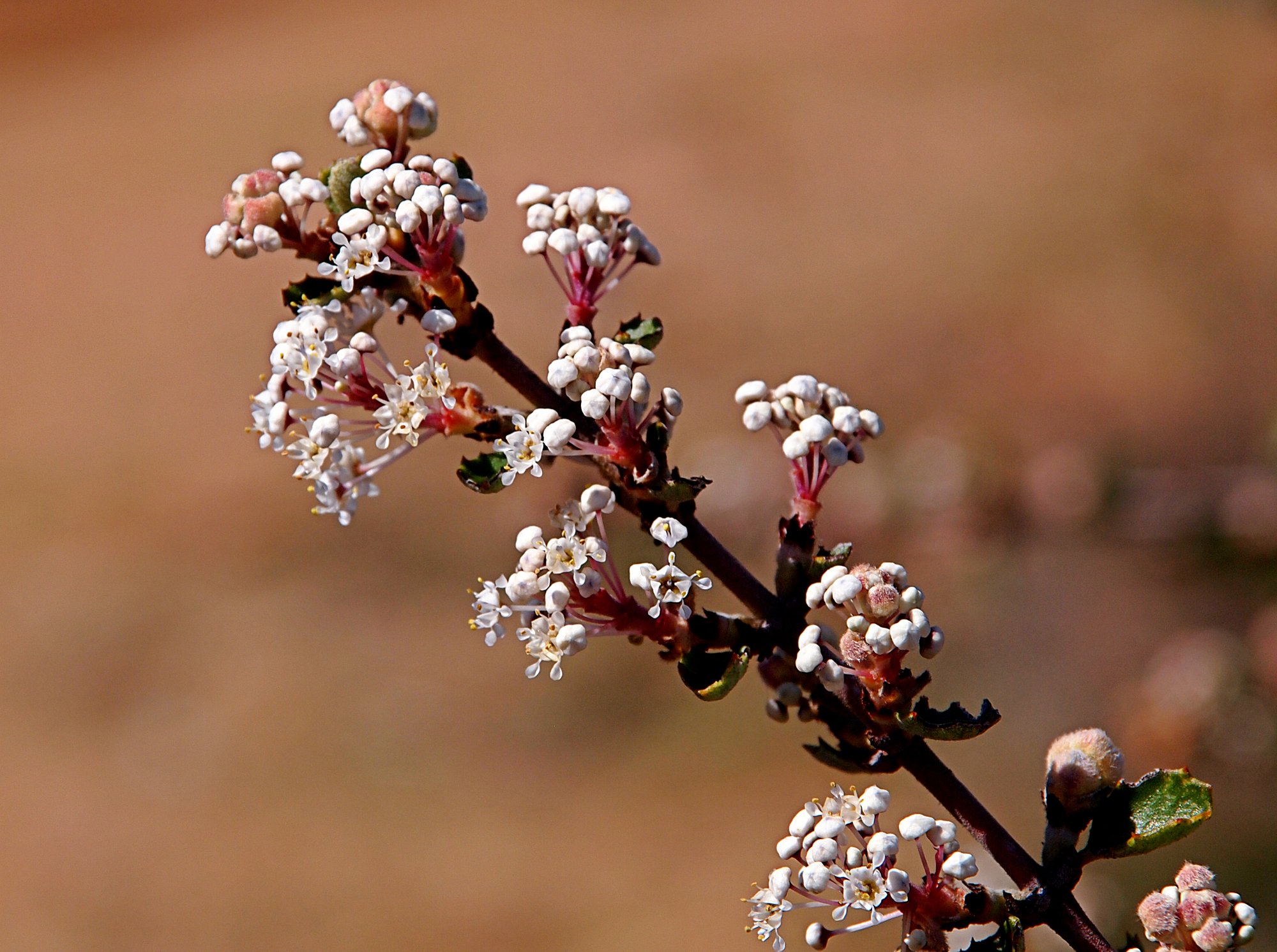 P1014065 buds & blossoms.jpg