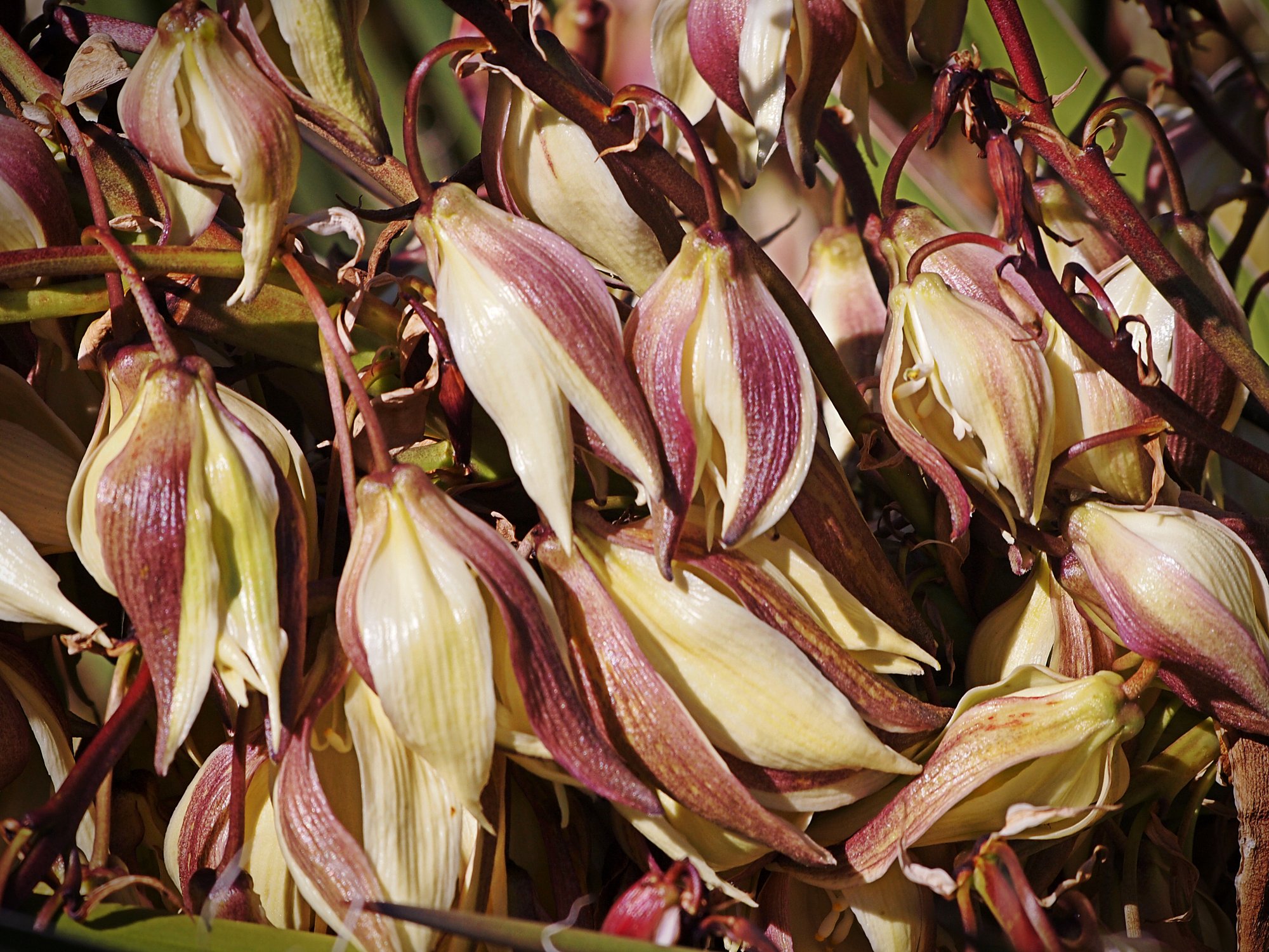 P1014076 yucca flowers xv.jpg