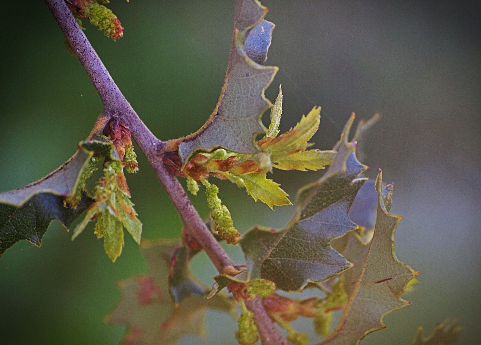 P1014081 new cal scrub oak buds, leaves xvcrop2.jpg
