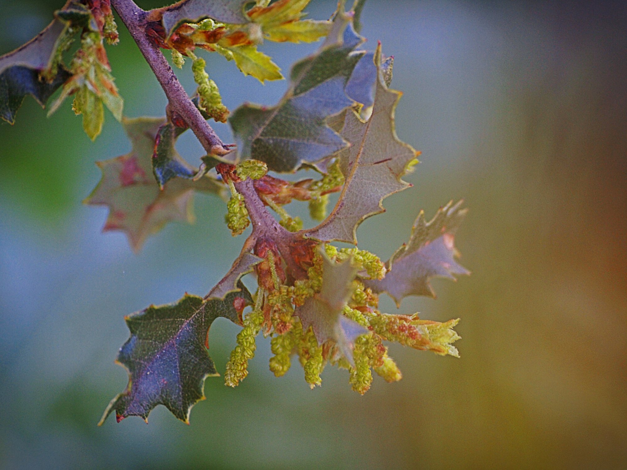 P1014083 cal scrub oak buds xv.jpg
