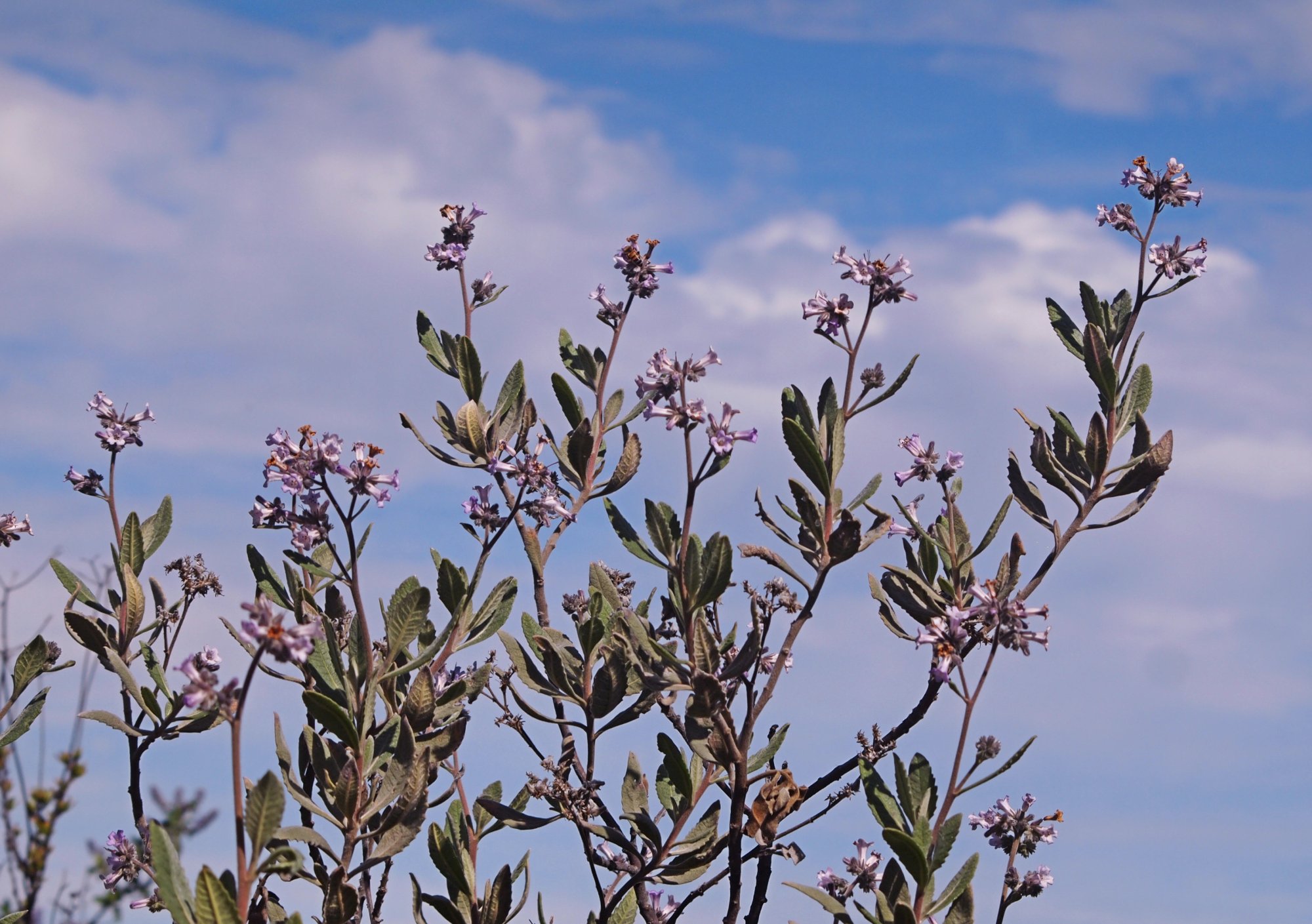 P1014122 x2crop.jpg