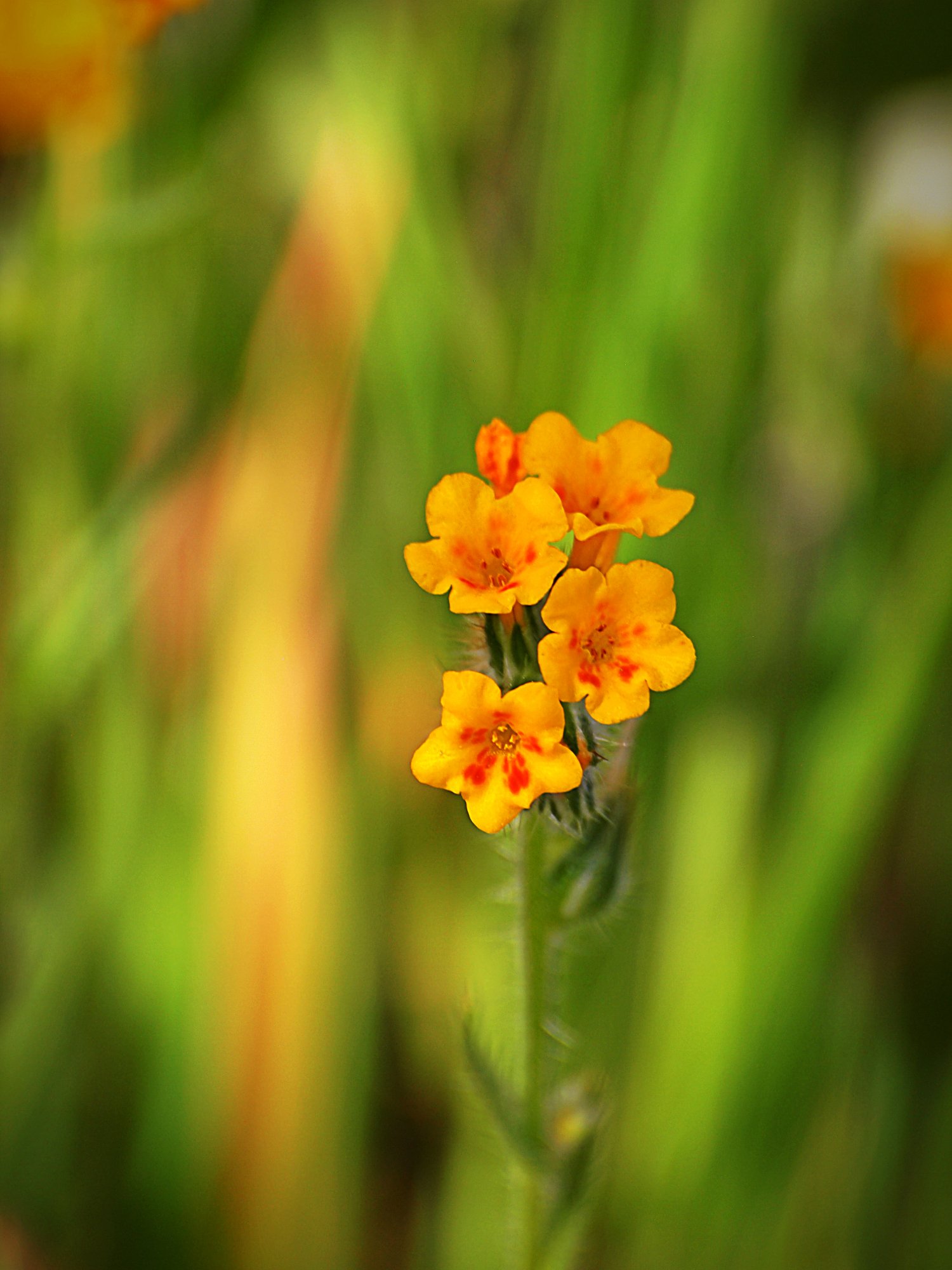 P1014155 xv2.jpg