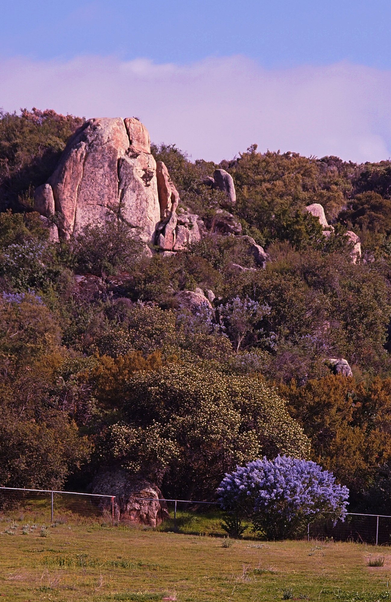 P1014195 xxcrop.jpg