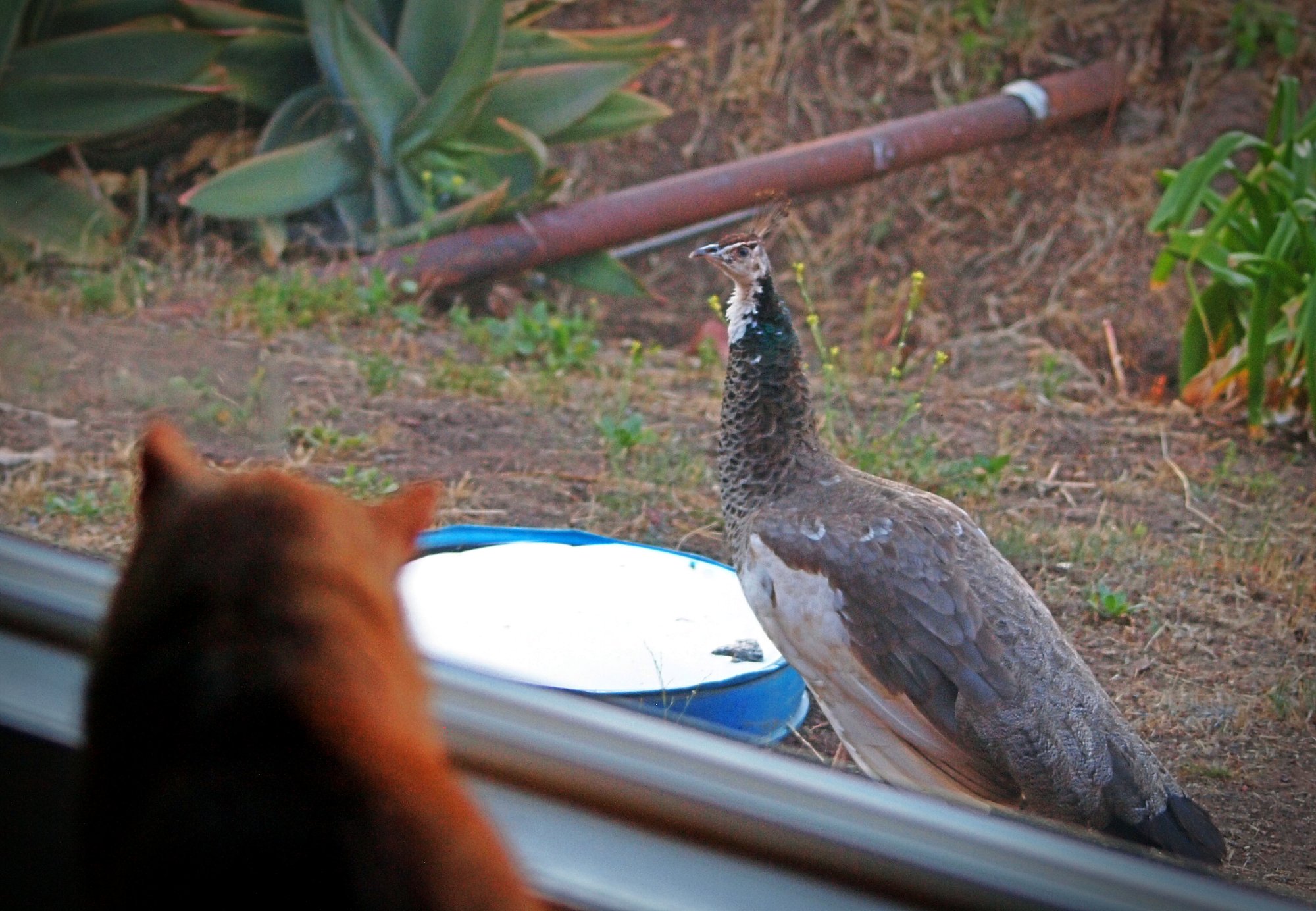 P1014516 cropxv.jpg