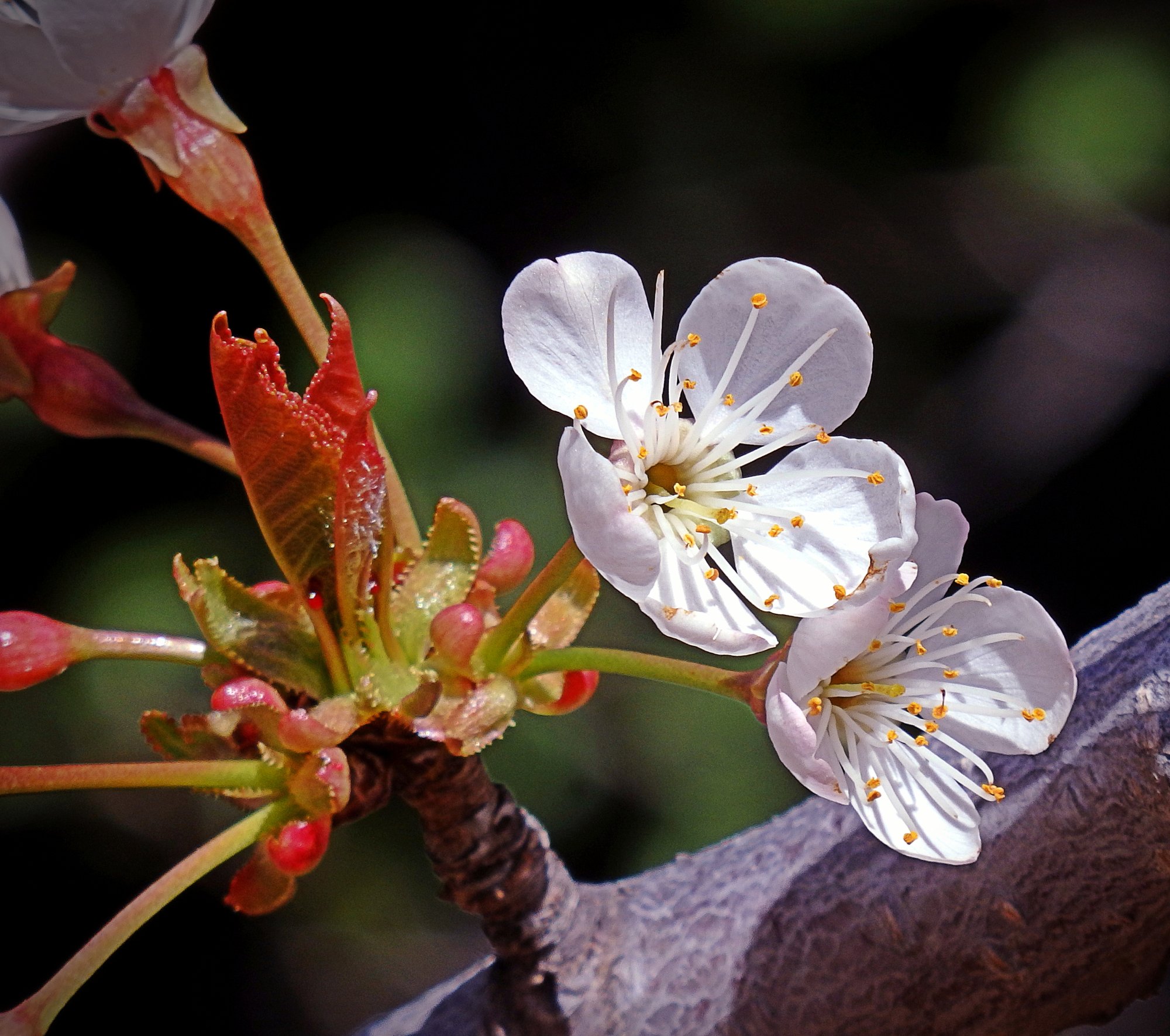 P3100036 cherry blossums xv2crop.jpg